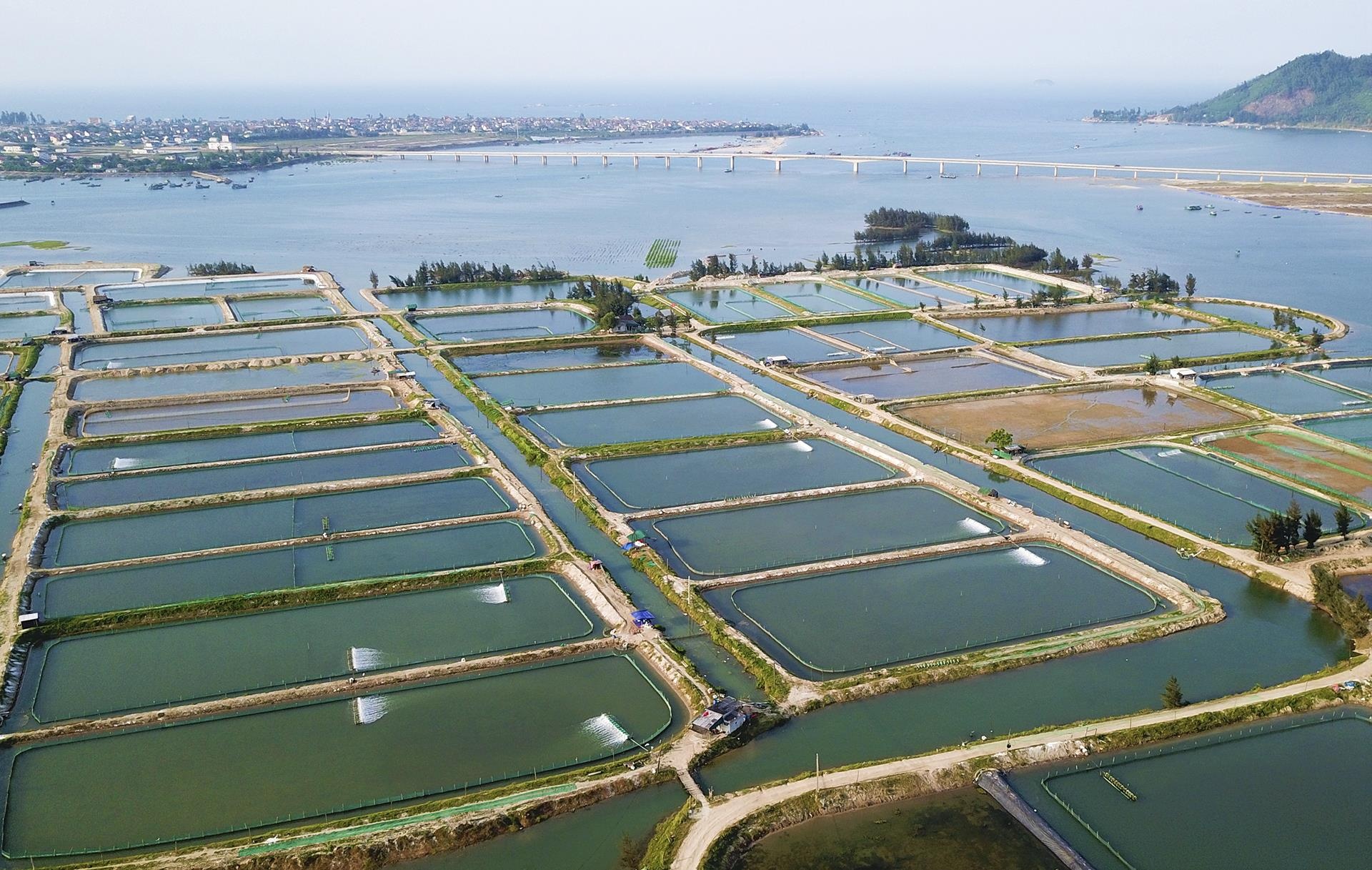 oc chet hang loat khong ro nguyen nhan anh 1