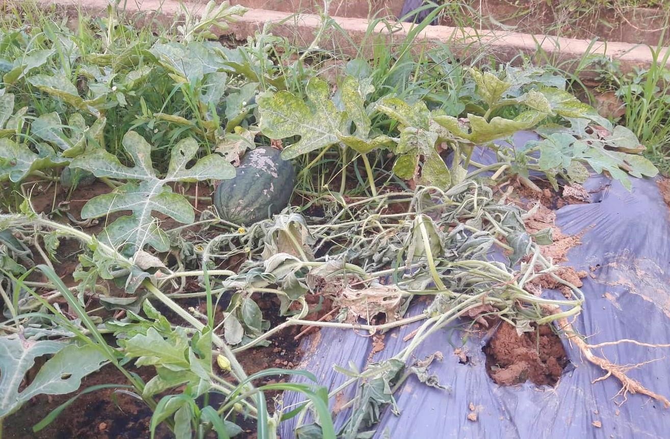 ke gian pha hoai dua hau nguoi dan anh 2