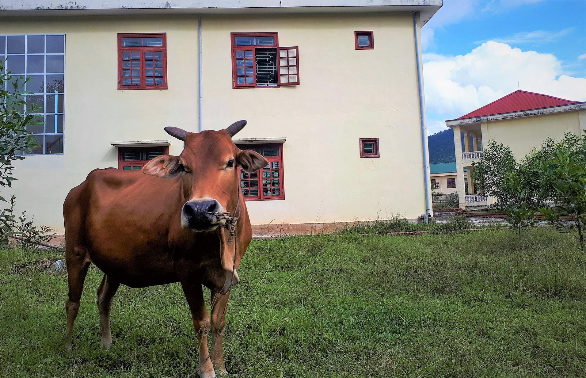 Trường học tiền tỷ bỏ hoang ảnh 14 Truong hoc tien ty bo hoang anh 14