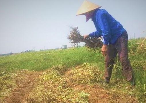 Nguoi dan ong tu vong do soc nhiet khi thu hoach lac hinh anh