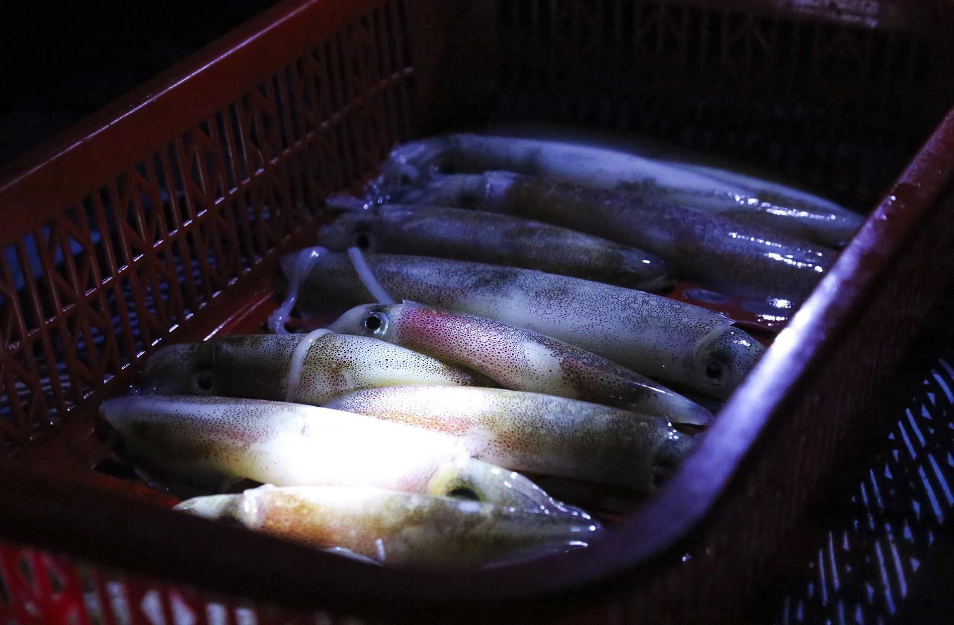 cho ca luc rang sang tren bo bien anh 3