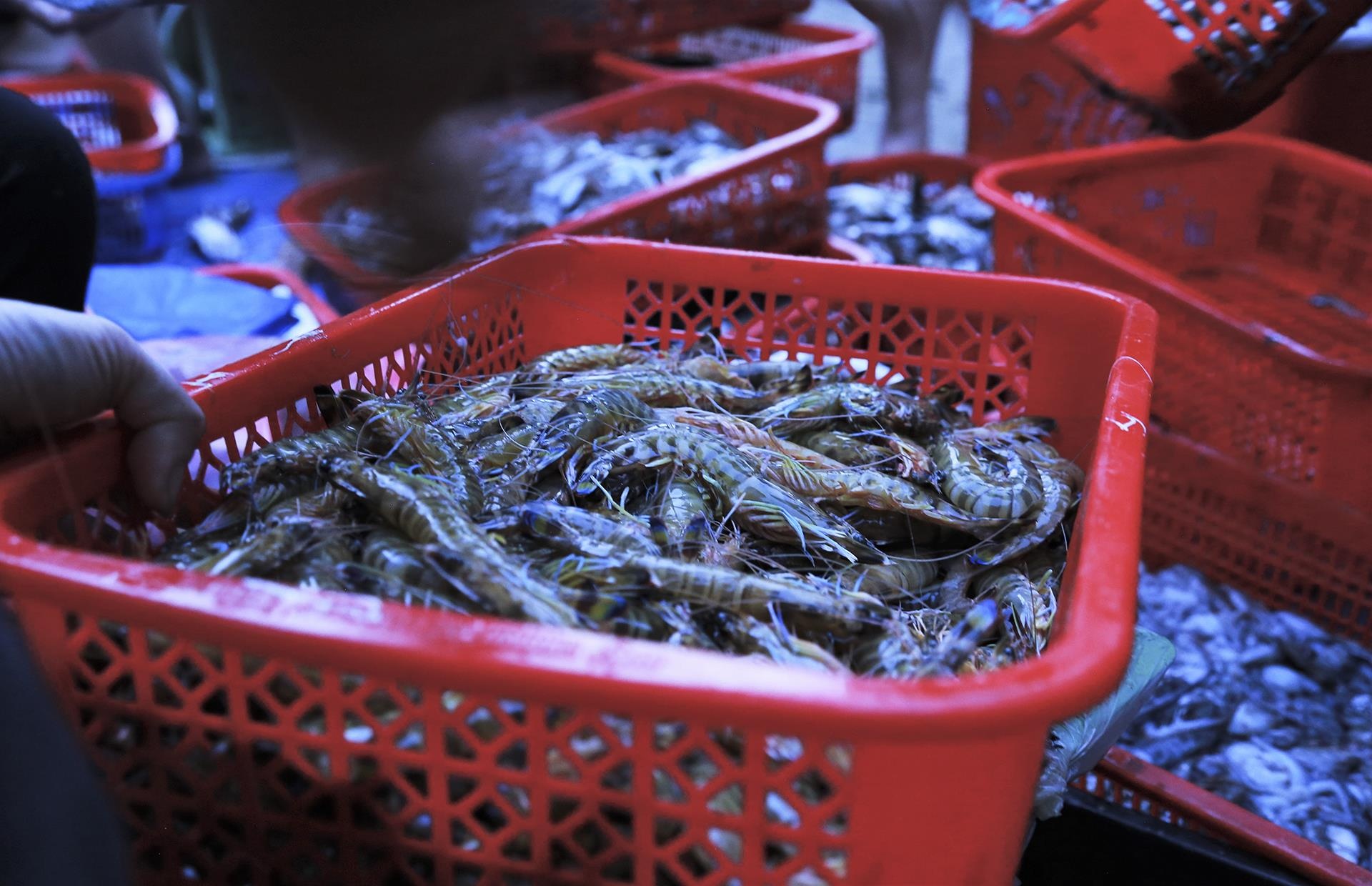 cho ca luc rang sang tren bo bien anh 9