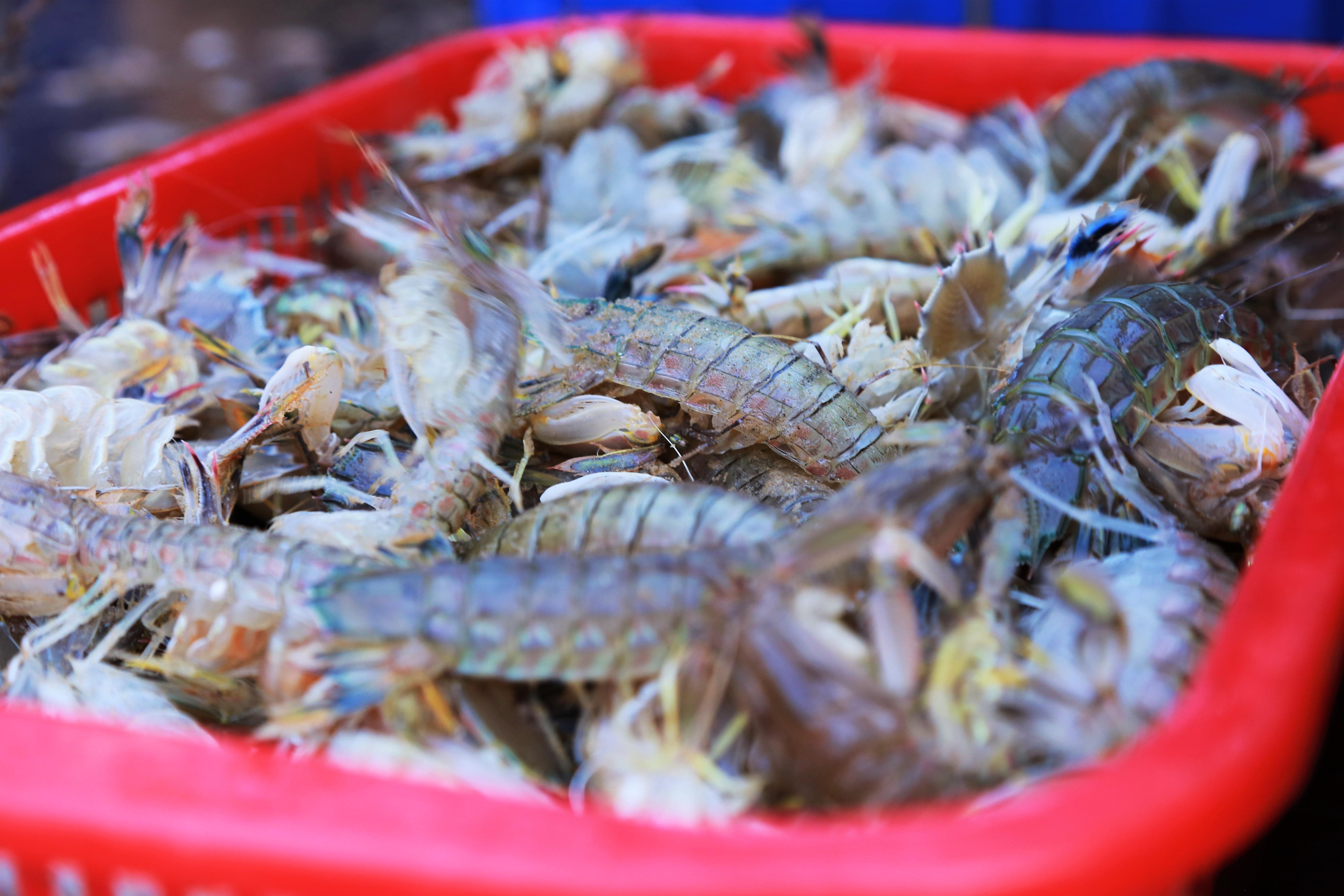 Chen chuc tai cho hai san luc to mo sang hinh anh