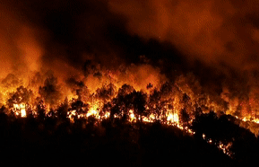 Chay ngun ngut o rung phong ho hinh anh