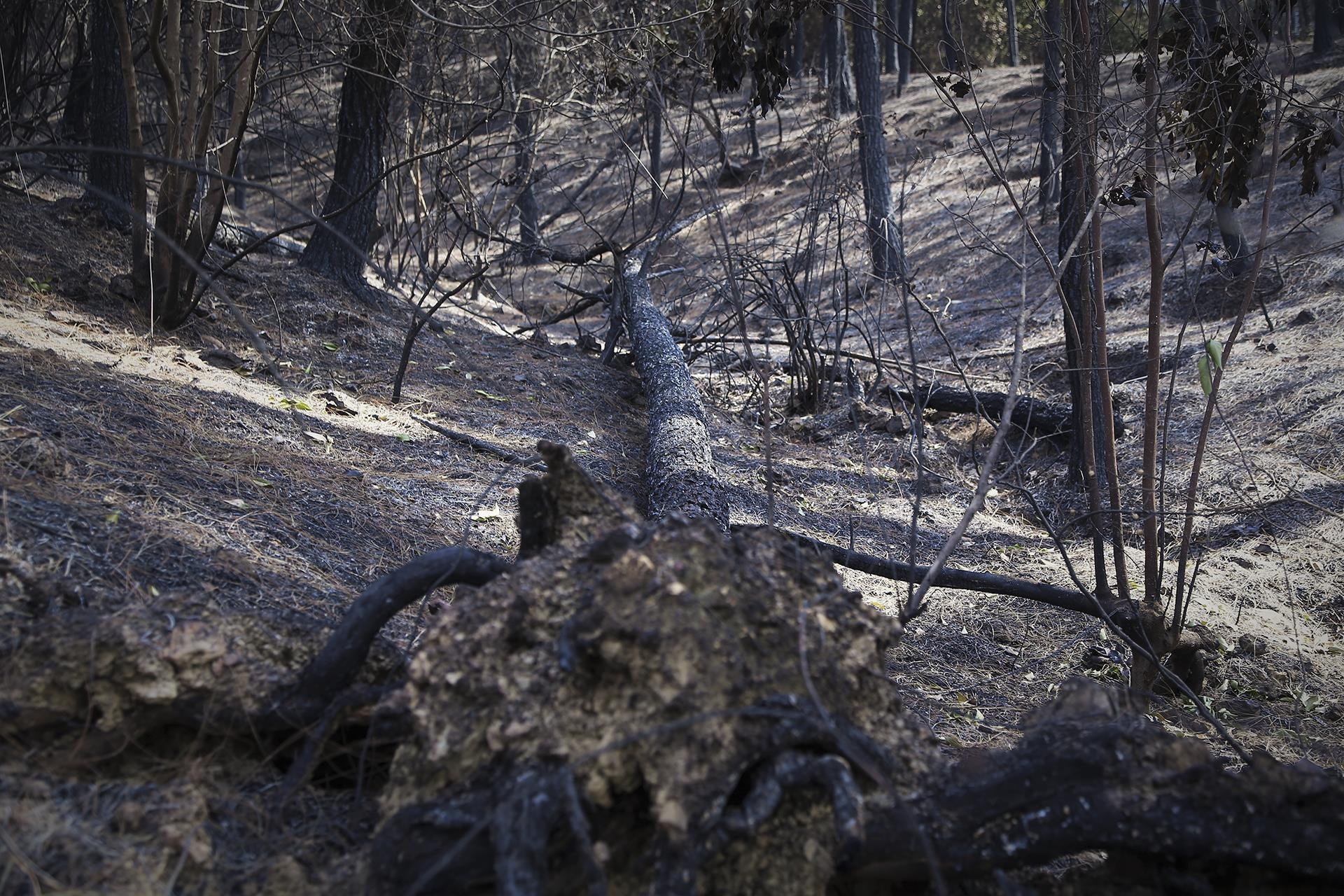 Chay rung thong phong ho o Ha Tinh anh 6