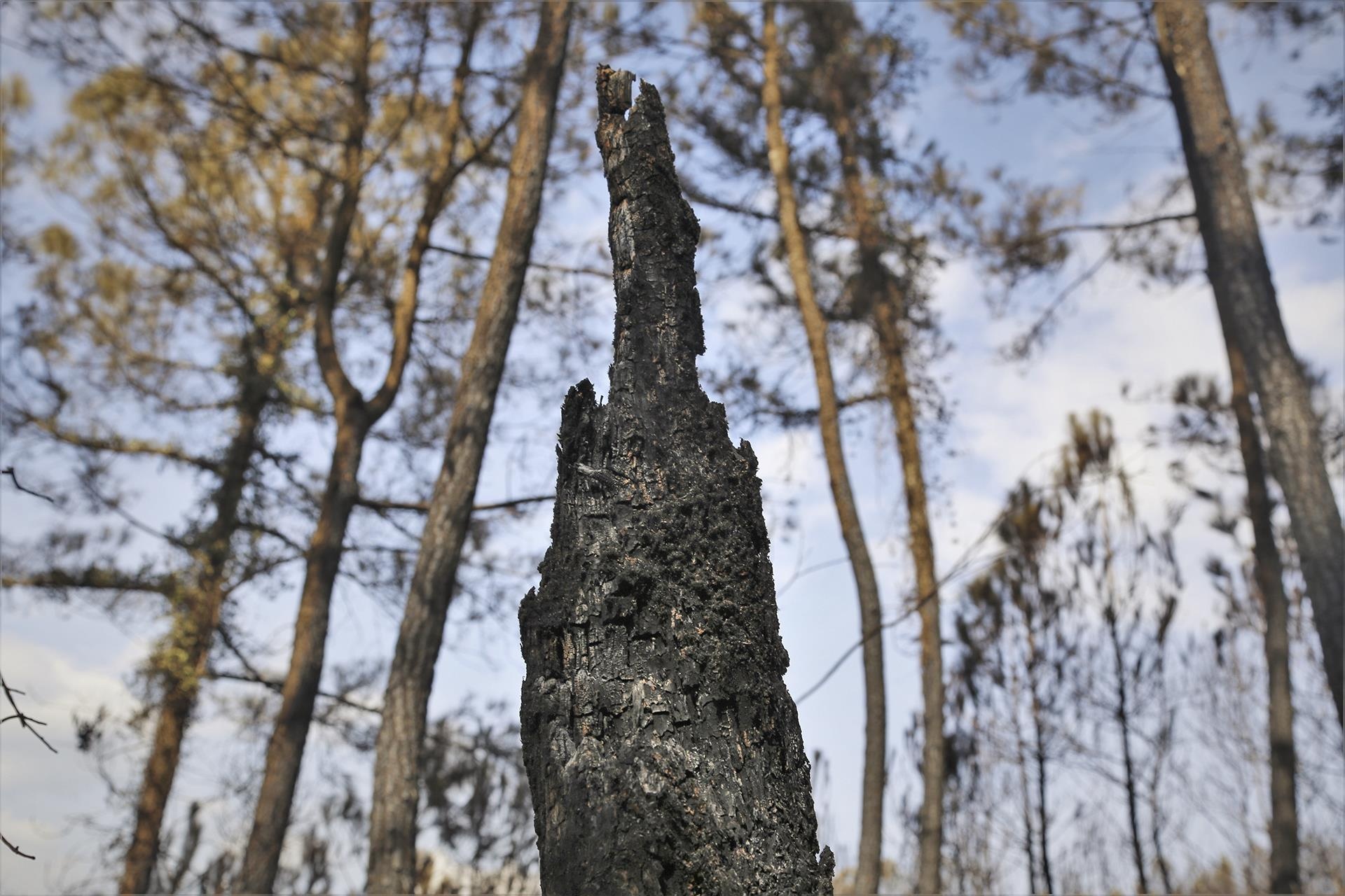 Chay rung thong phong ho o Ha Tinh anh 7