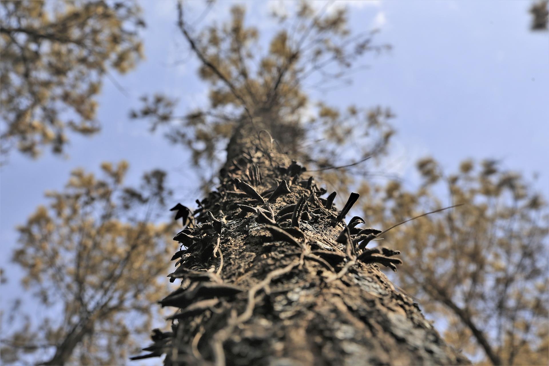 Chay rung thong phong ho o Ha Tinh anh 9