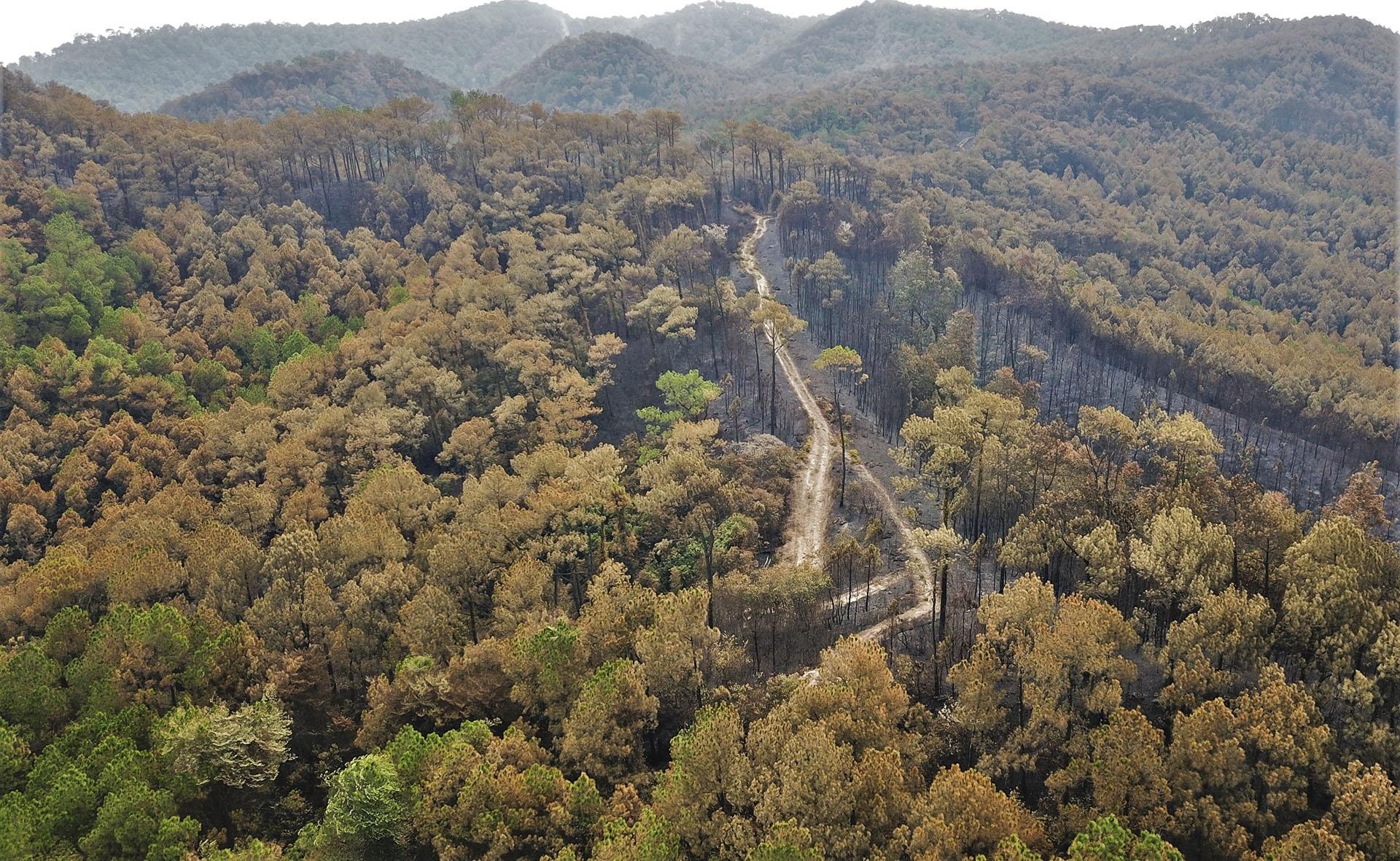 Chay rung thong phong ho o Ha Tinh anh 2