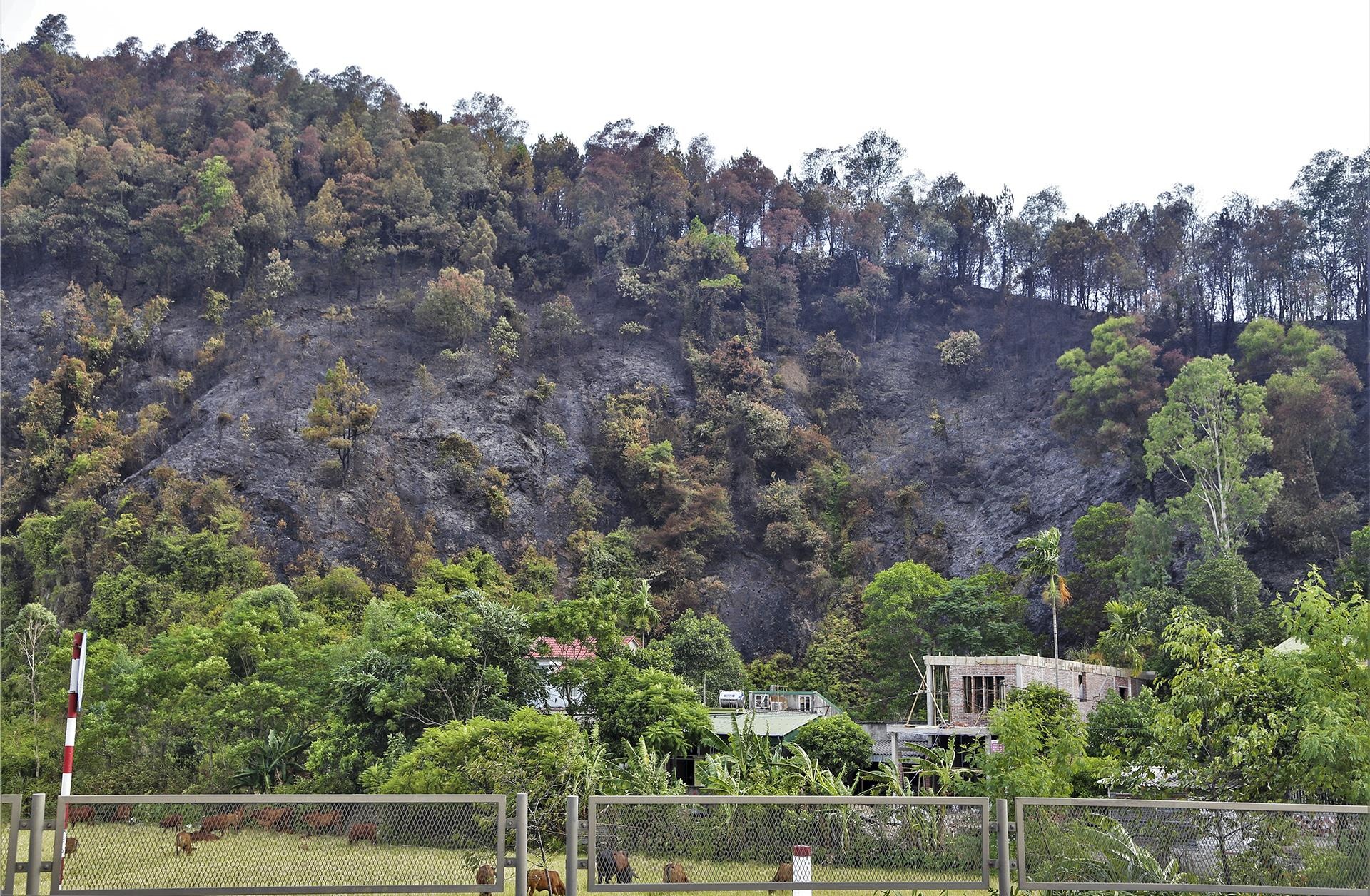 Chay rung thong phong ho o Ha Tinh anh 12