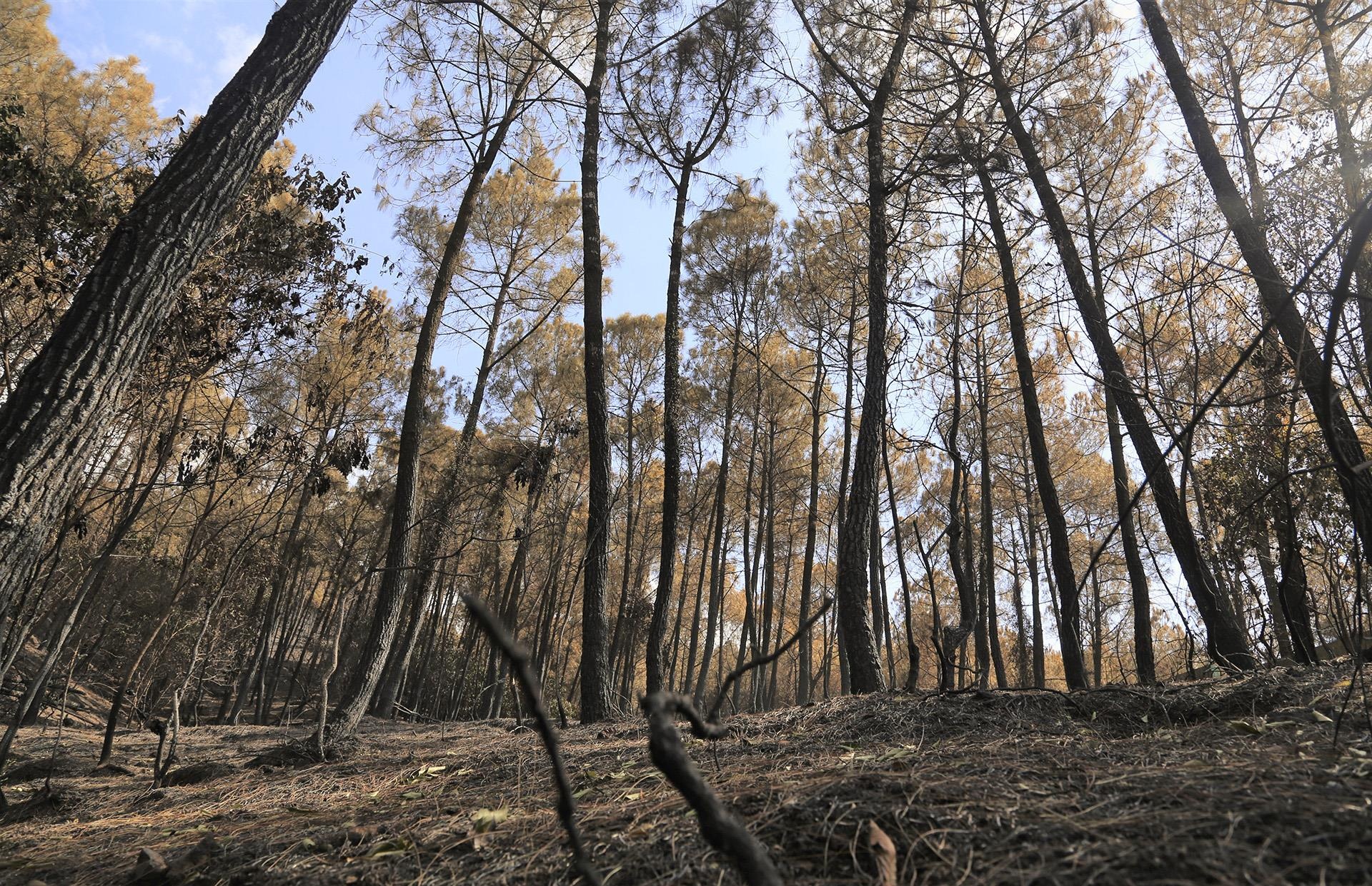 Chay rung thong phong ho o Ha Tinh anh 5