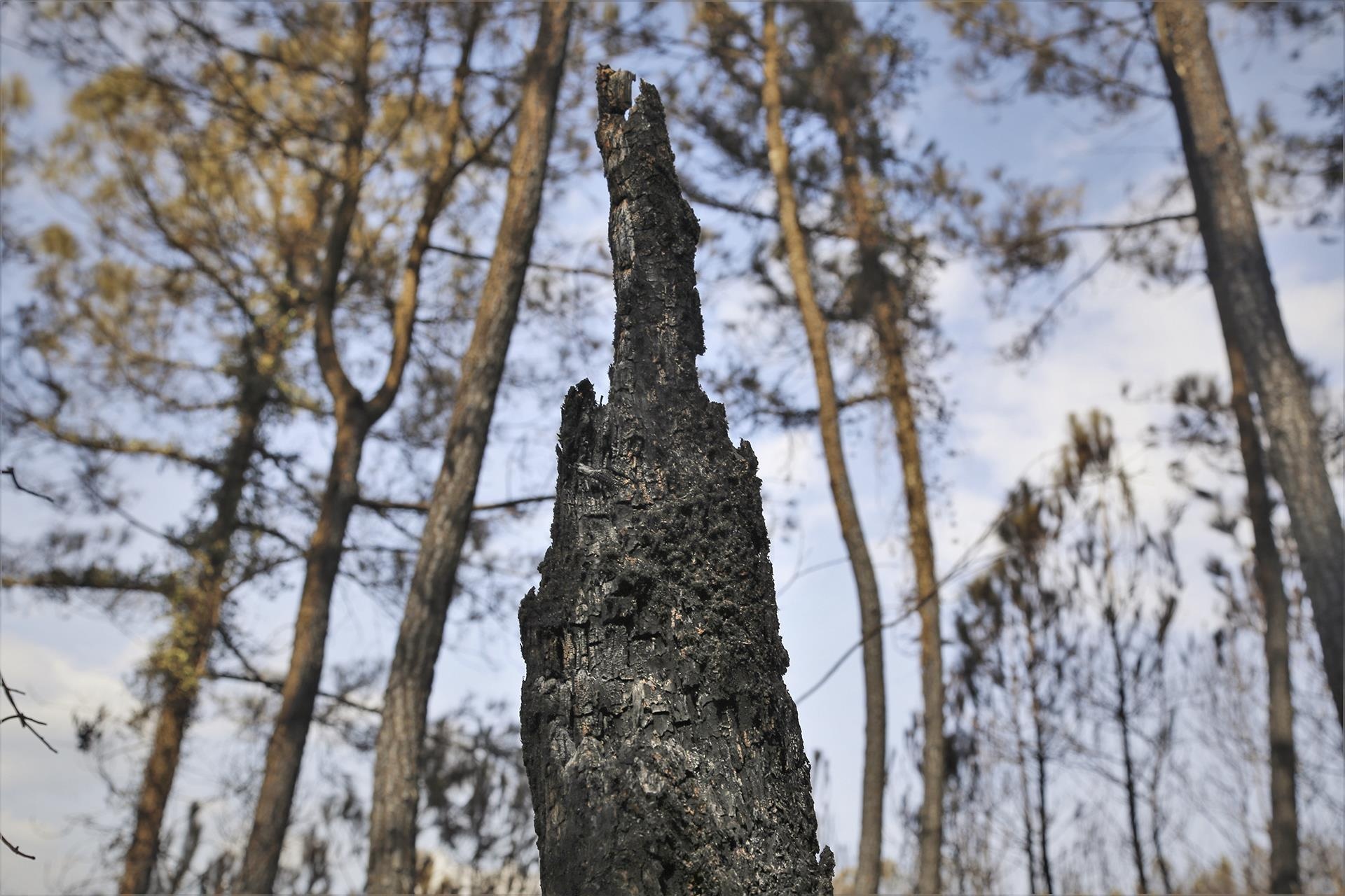 Tro tan noi rung phong ho bi 'giac lua' hoanh hanh 3 ngay dem hinh anh