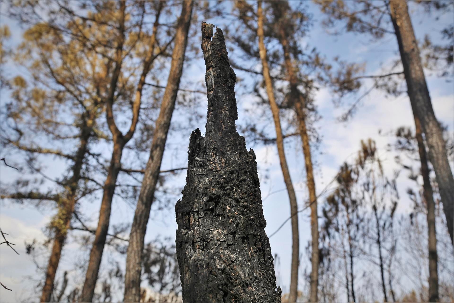 cuu rung phong ho o Ha Tinh anh 2