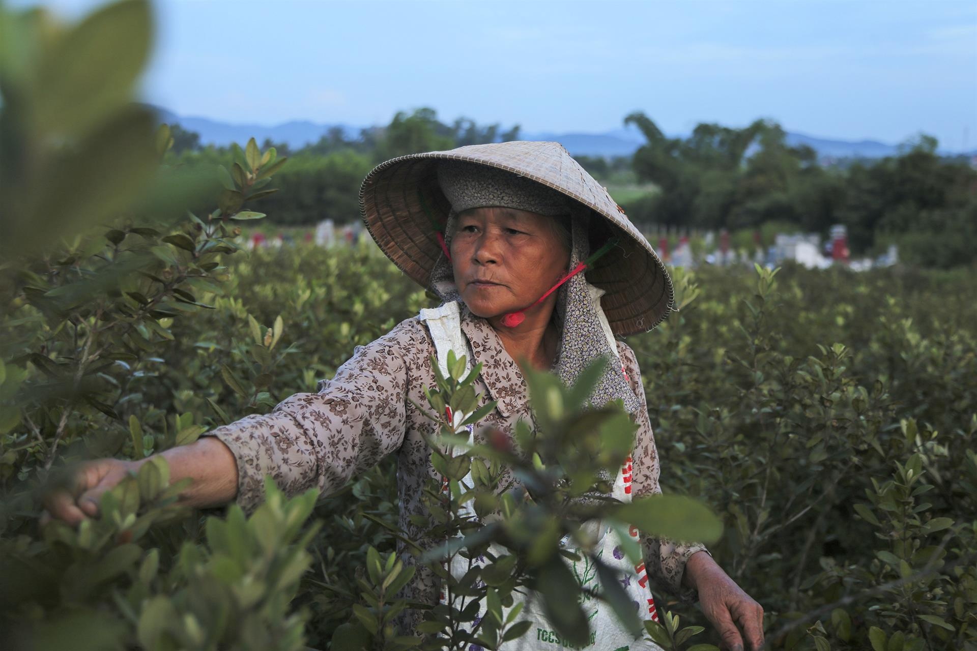 Nong dan do xo len nui hai sim luc rang sang hinh anh