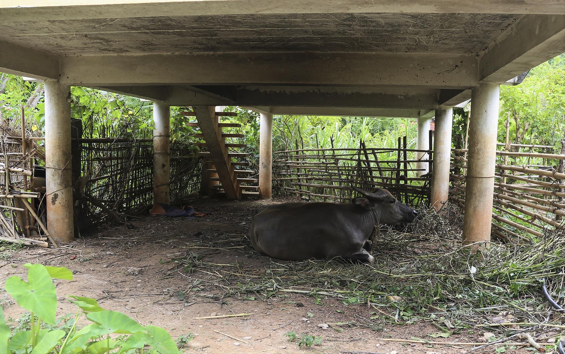 tai dinh cu thuy dien Ban Ve hoang lanh anh 6