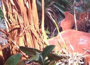 rừng vườn quốc gia Pù Mát bị đốn ha ảnh 2 rung vuon quoc gia Pu Mat bi don ha anh 2