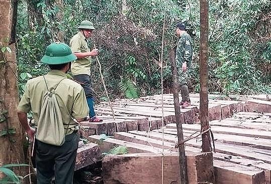 rừng vườn quốc gia Pù Mát bị đốn ha ảnh 1 rung vuon quoc gia Pu Mat bi don ha anh 1