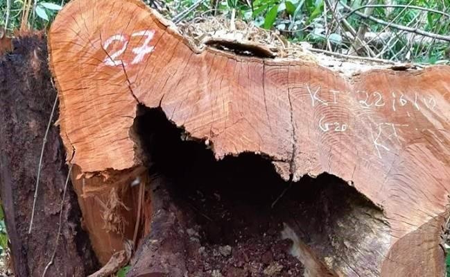 99 cay go o Vuon quoc gia Pu Mat bi chat ha hinh anh