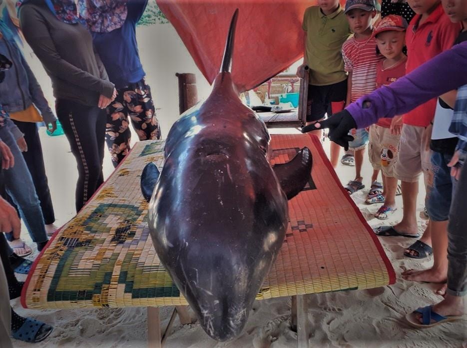 Cuu ca voi co nhieu vet thuong bi mac can hinh anh