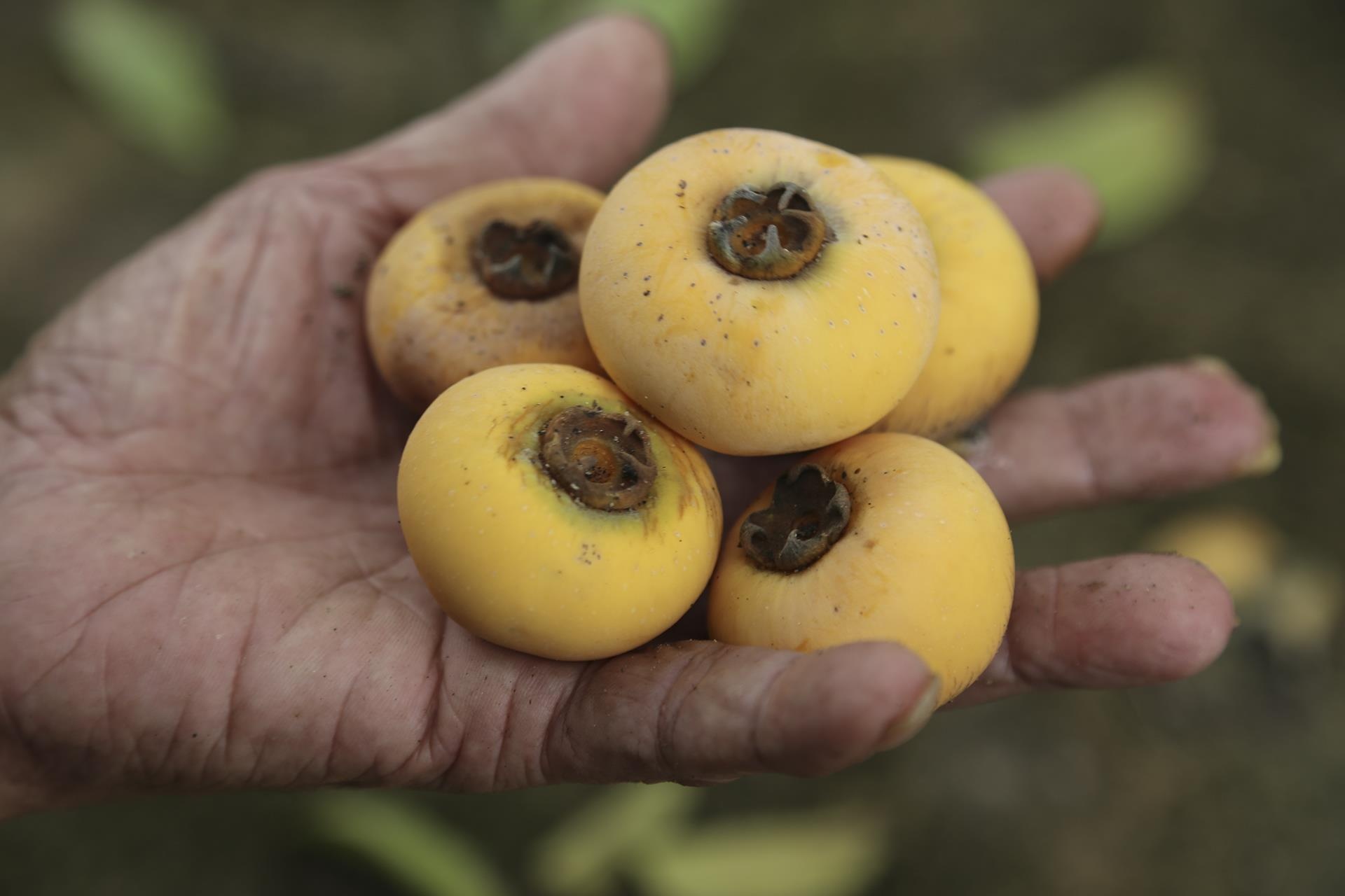 cay thi tram tuoi anh 8