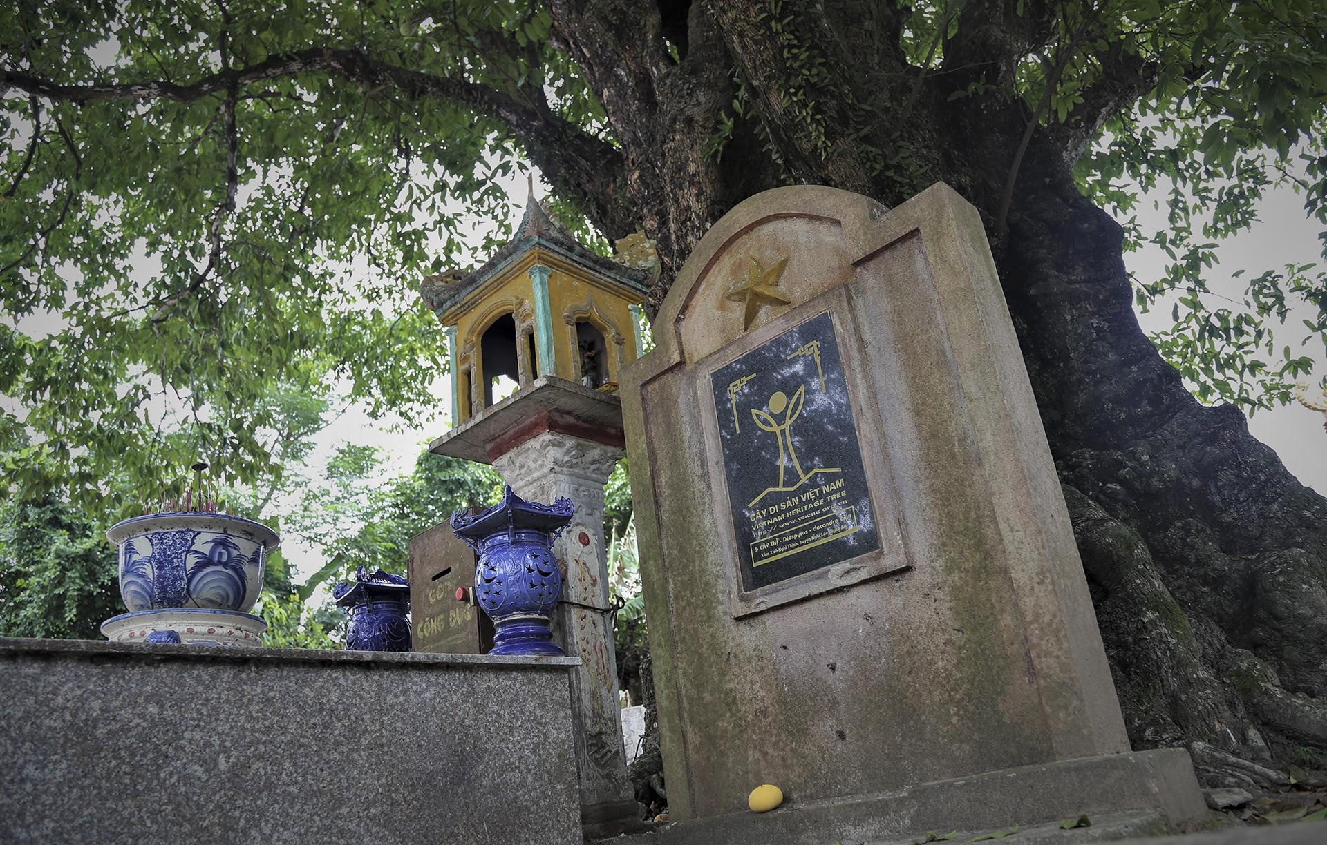 cay thi tram tuoi anh 10