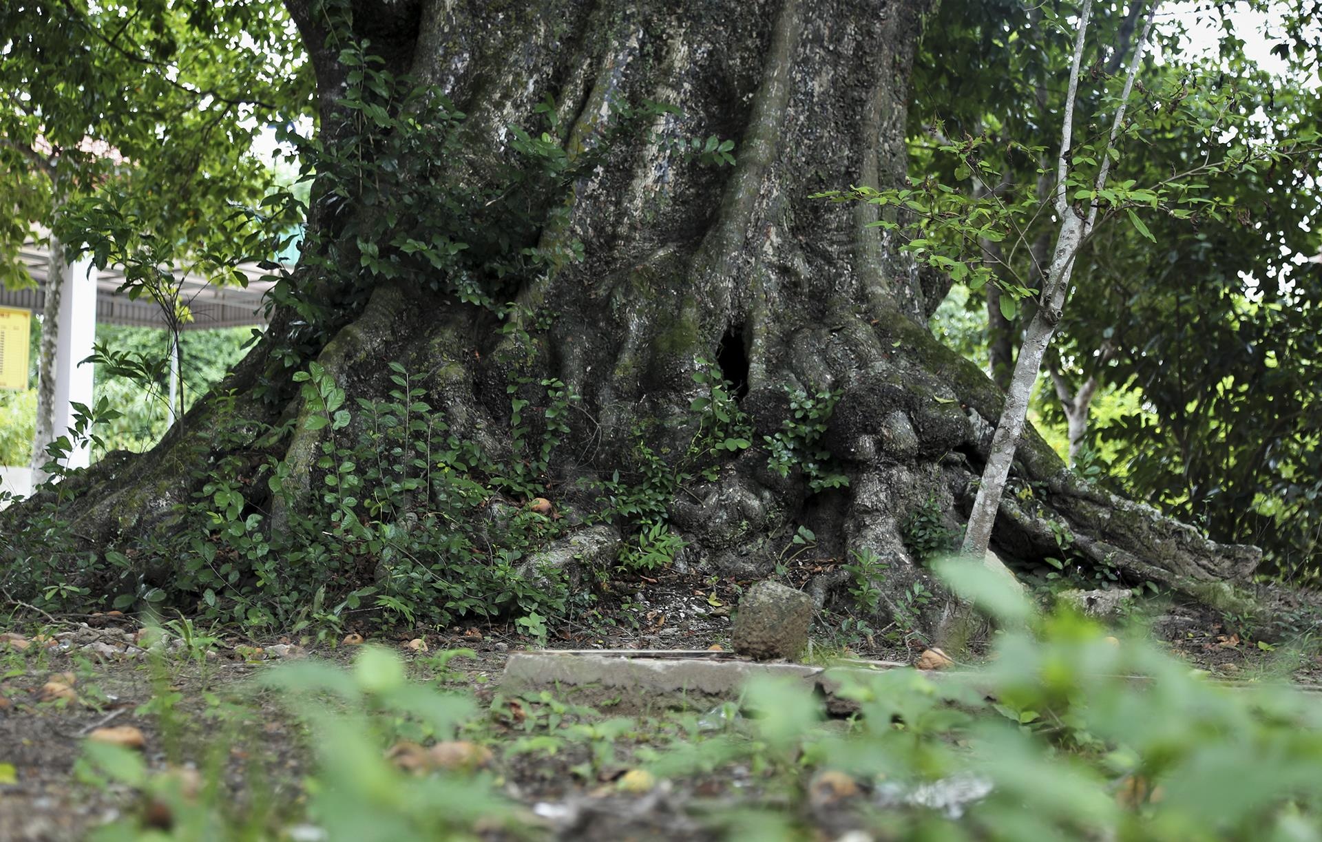cay thi tram tuoi anh 2