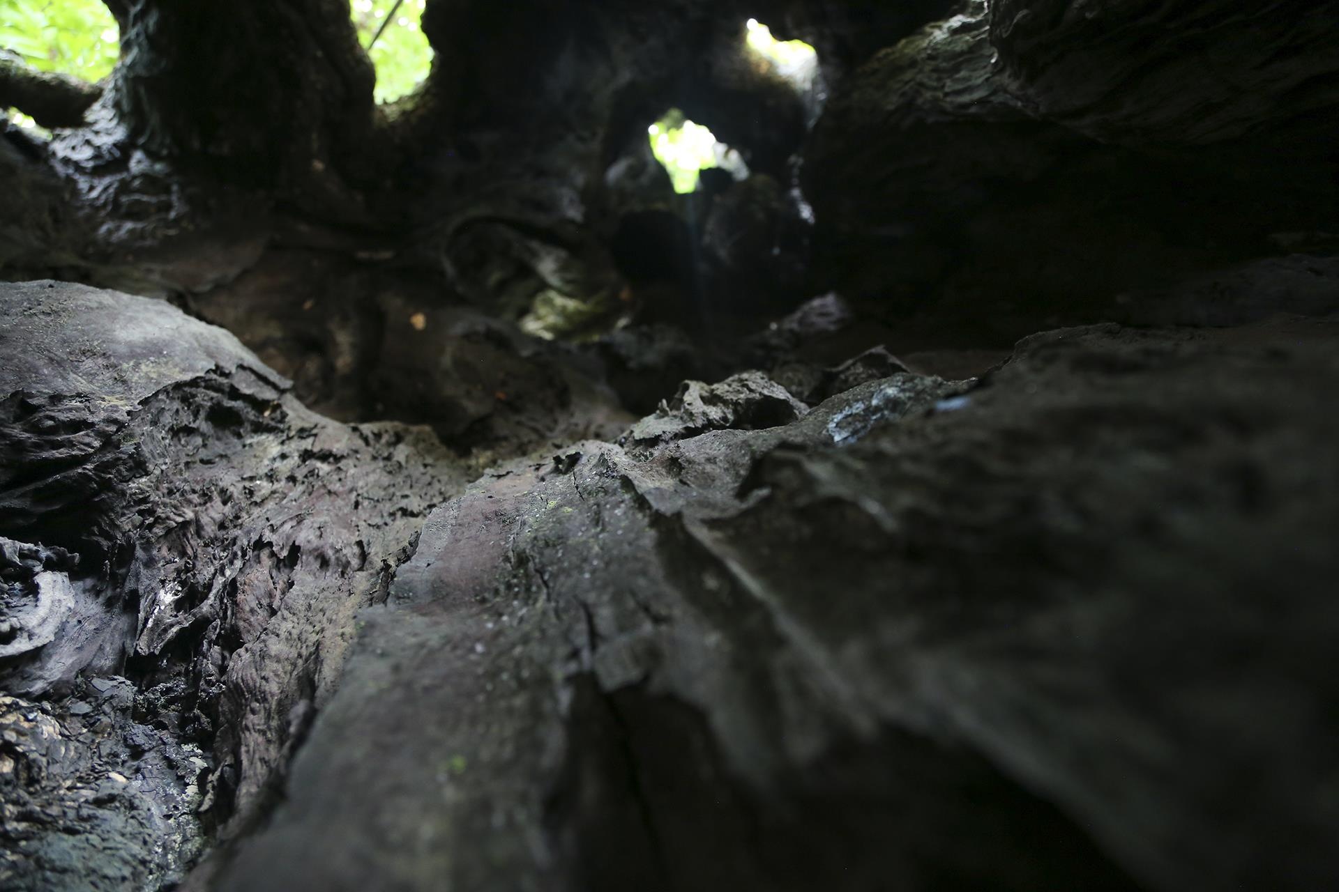 cay thi tram tuoi anh 4