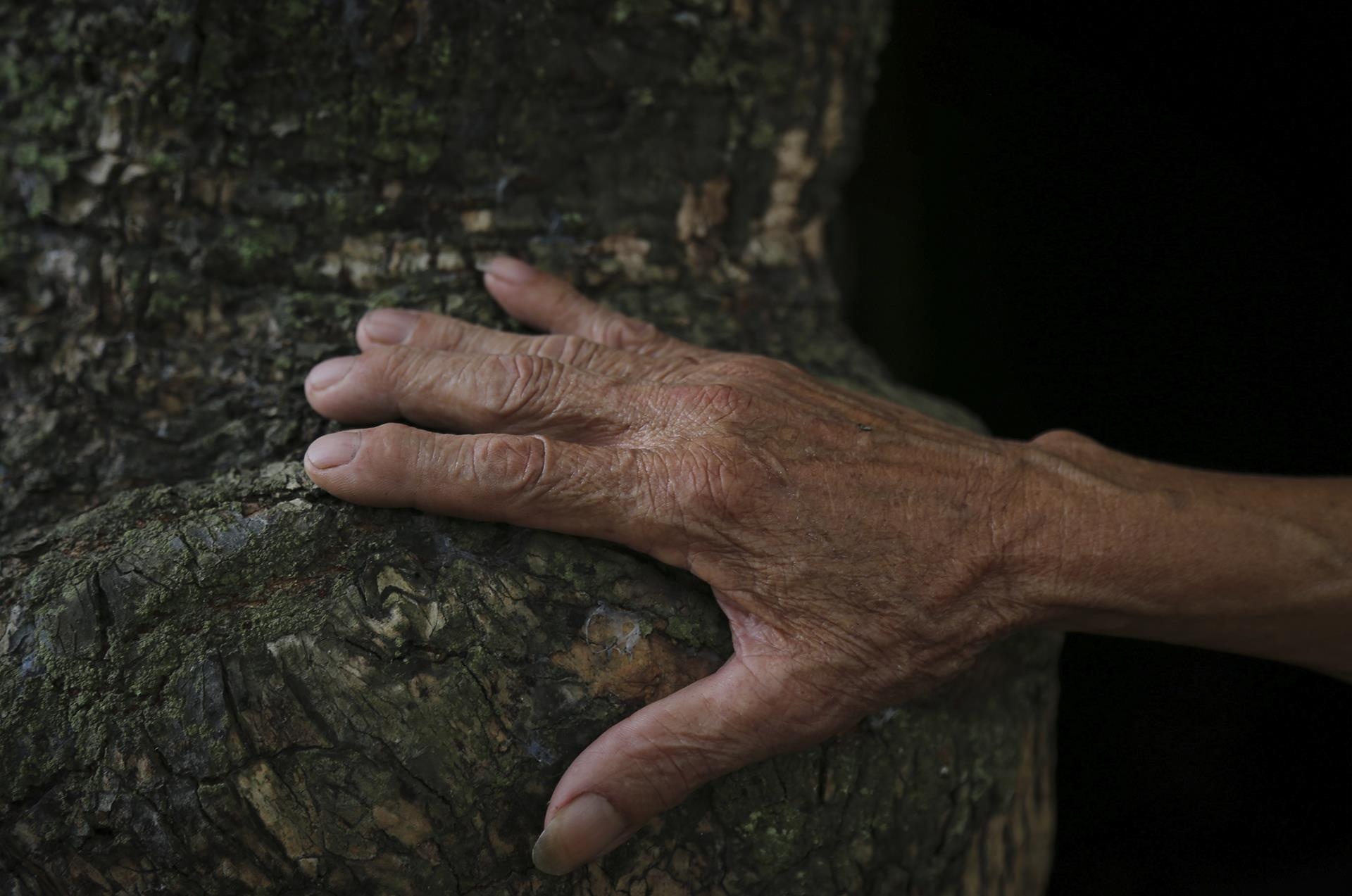 cay thi tram tuoi anh 5