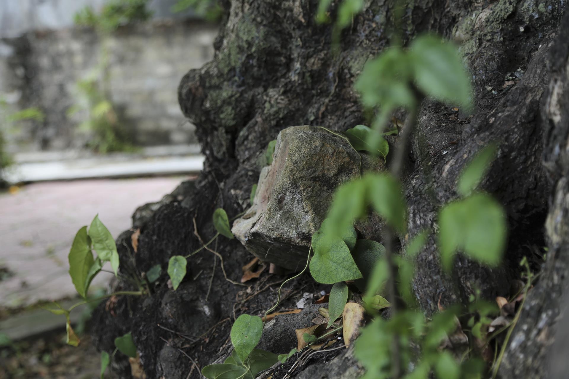 cay thi tram tuoi anh 6