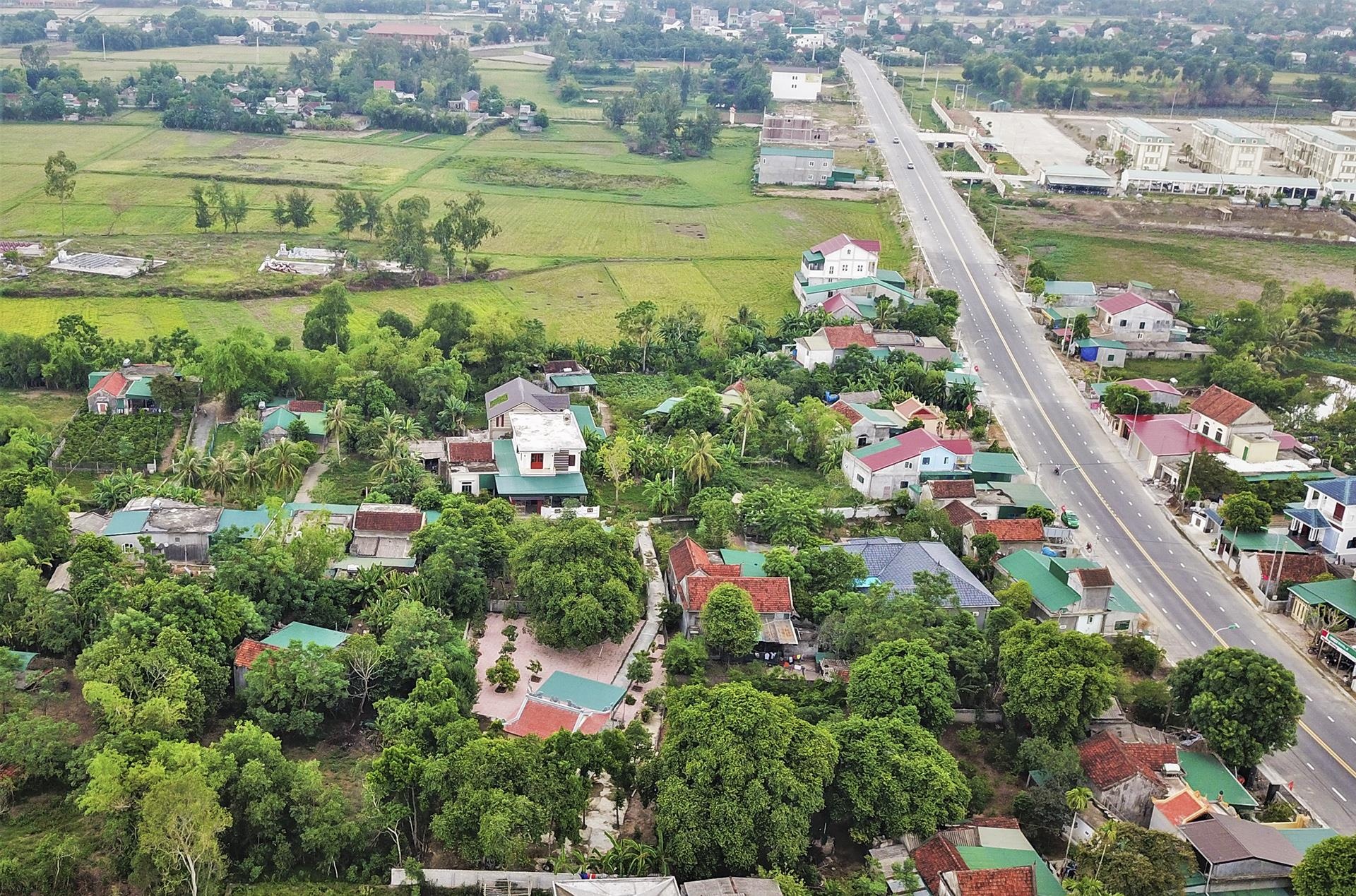 cay thi tram tuoi anh 1