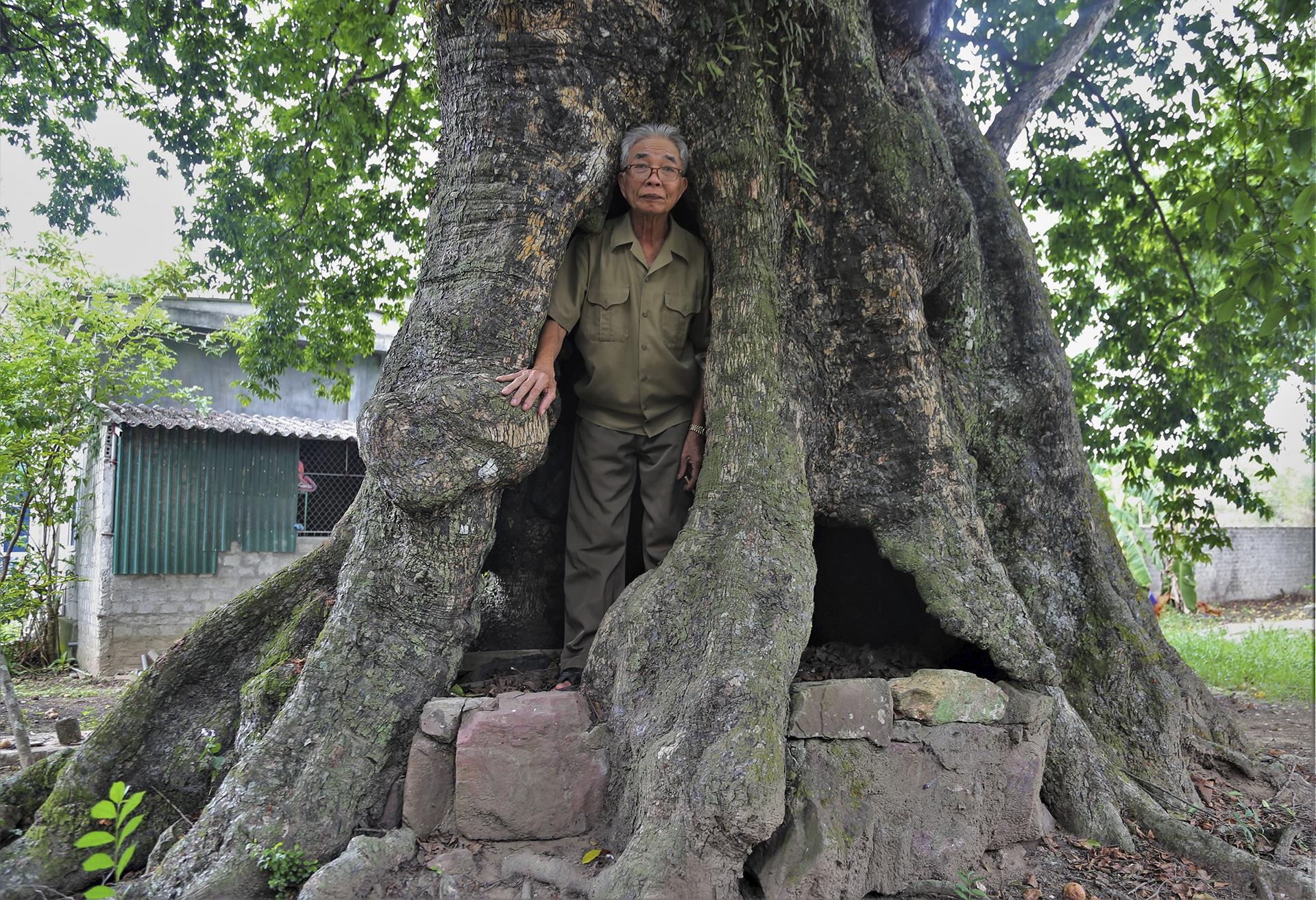 5 cay thi co thu gan 700 nam tuoi, noi tru an cua bo doi thoi chien hinh anh