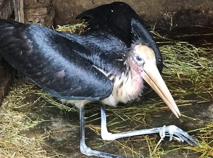 bat duoc chim la anh 2