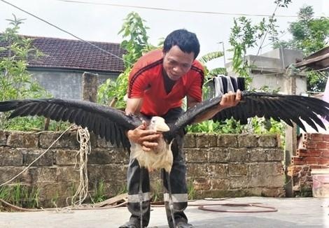 Nong dan bat duoc chim la sai canh hon 2 m hinh anh