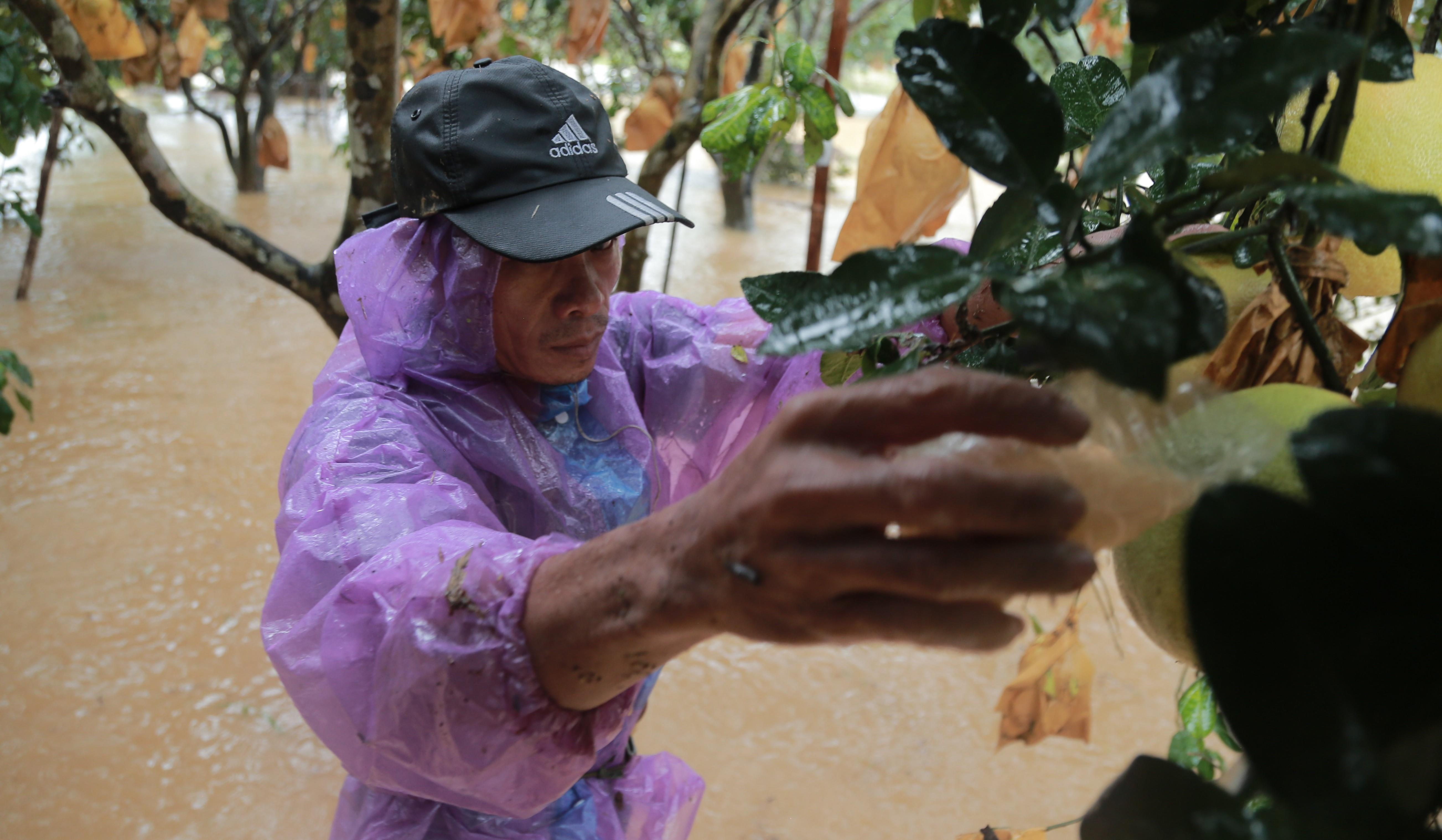 Dan rua bun cho buoi Phuc Trach vi lo rung day coi sau lu hinh anh