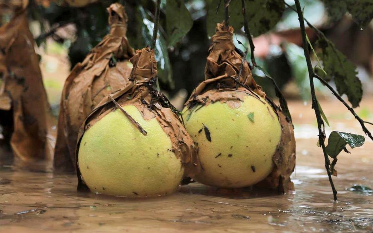 Lu nhan chim hang tram ha buoi dac san Phuc Trach chinh vu thu hoach hinh anh