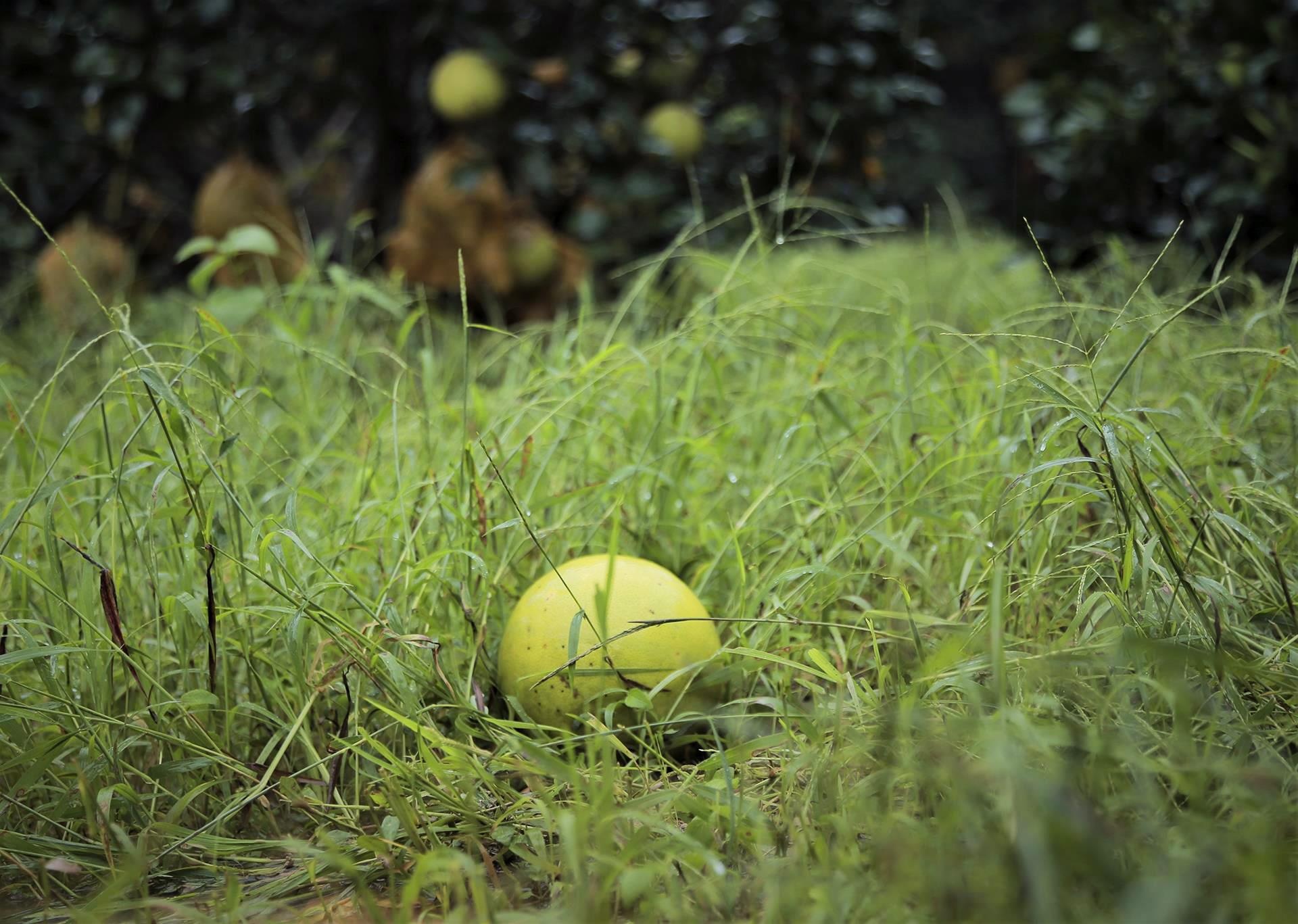 buoi Phuc Trach ngap chim trong lu anh 5