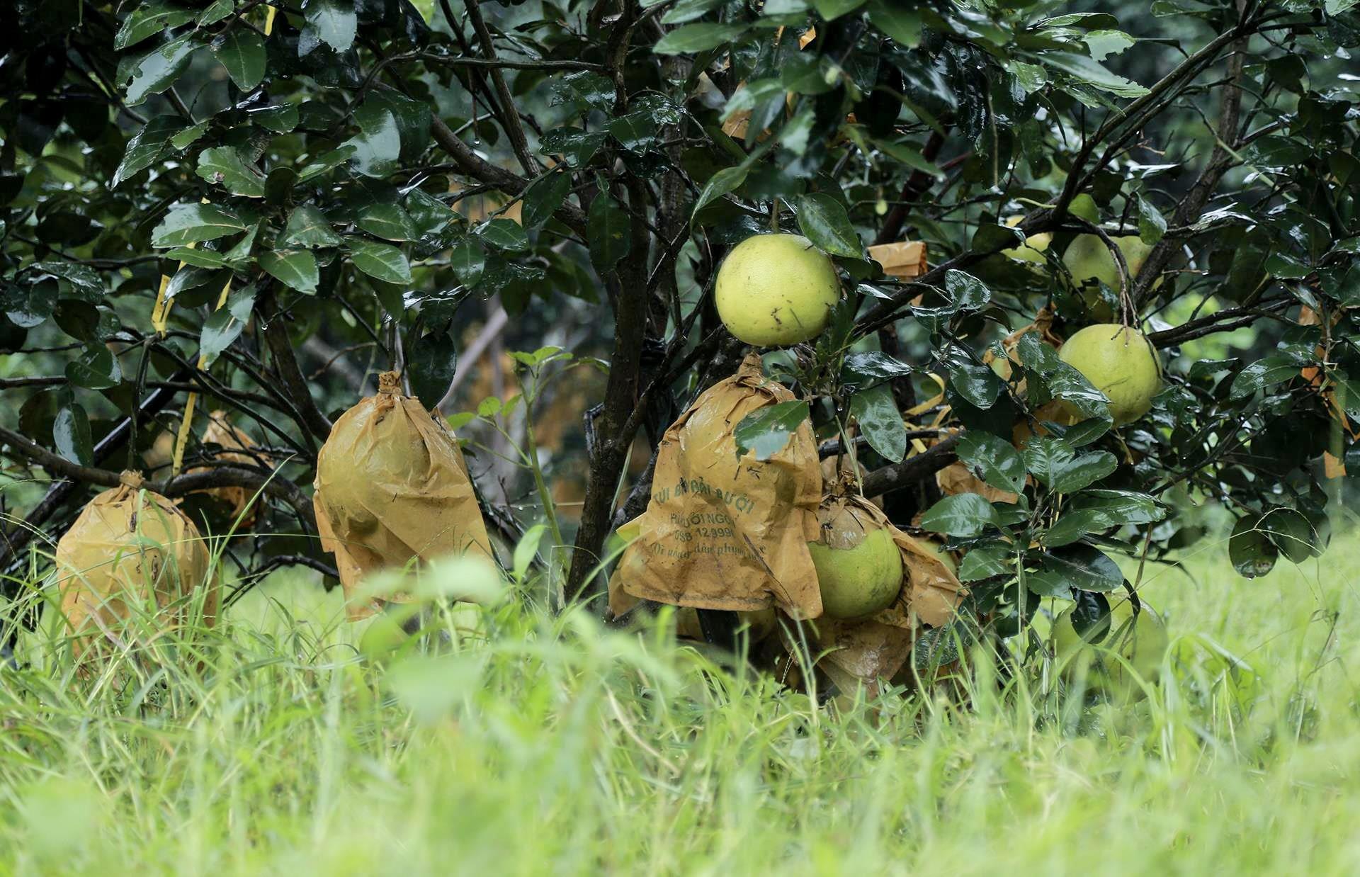 buoi Phuc Trach ngap chim trong lu anh 2