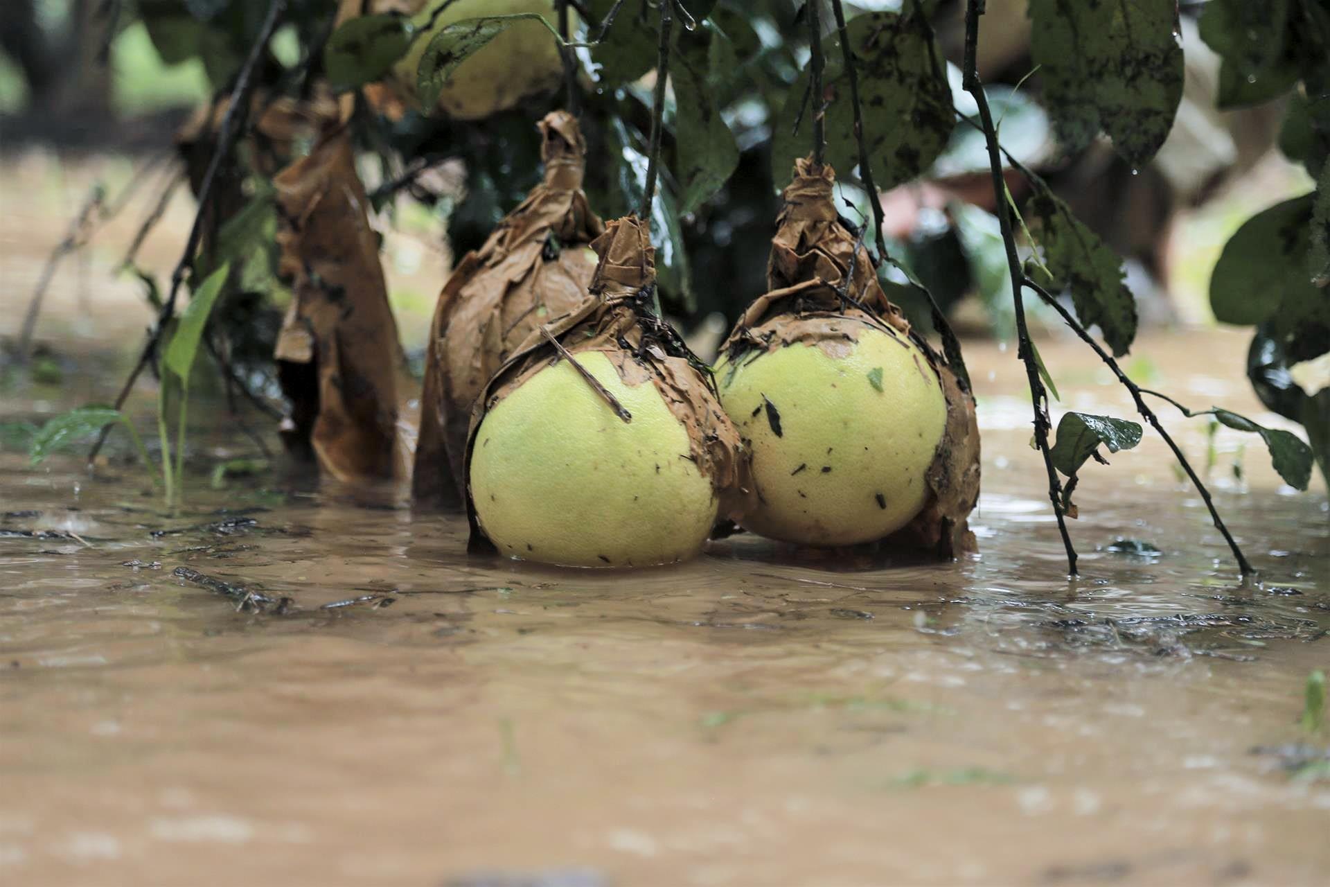 buoi Phuc Trach ngap chim trong lu anh 4