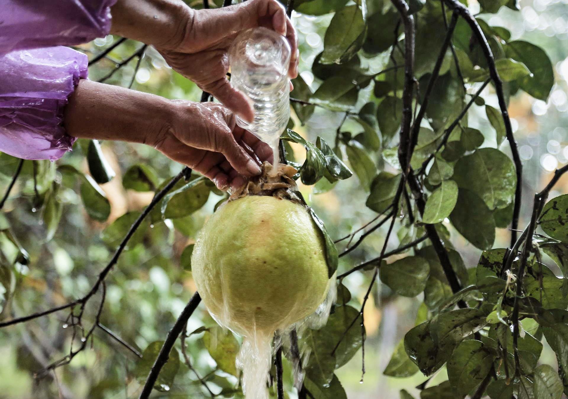 buoi Phuc Trach ngap chim trong lu anh 7