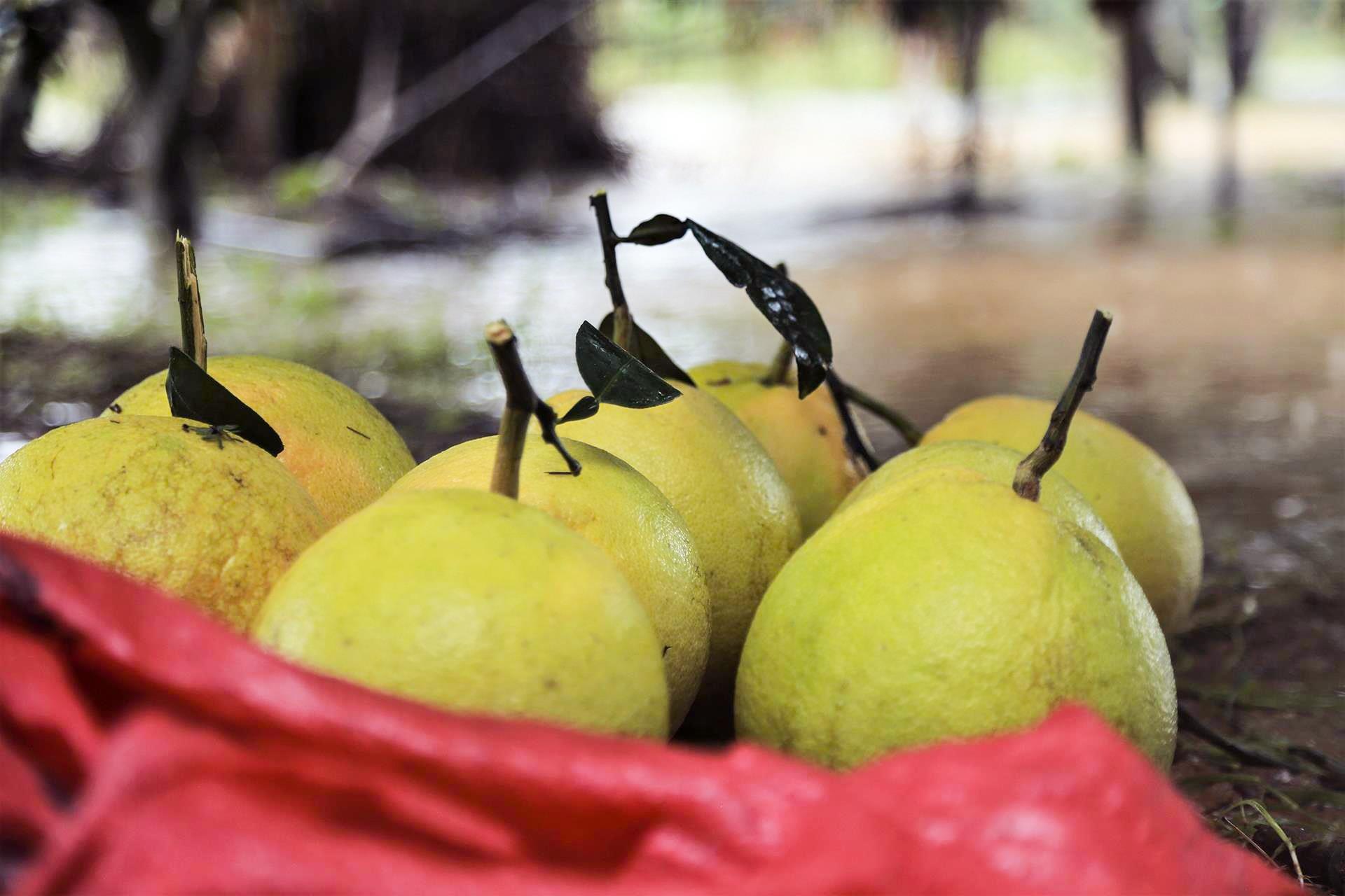 buoi Phuc Trach ngap chim trong lu anh 11