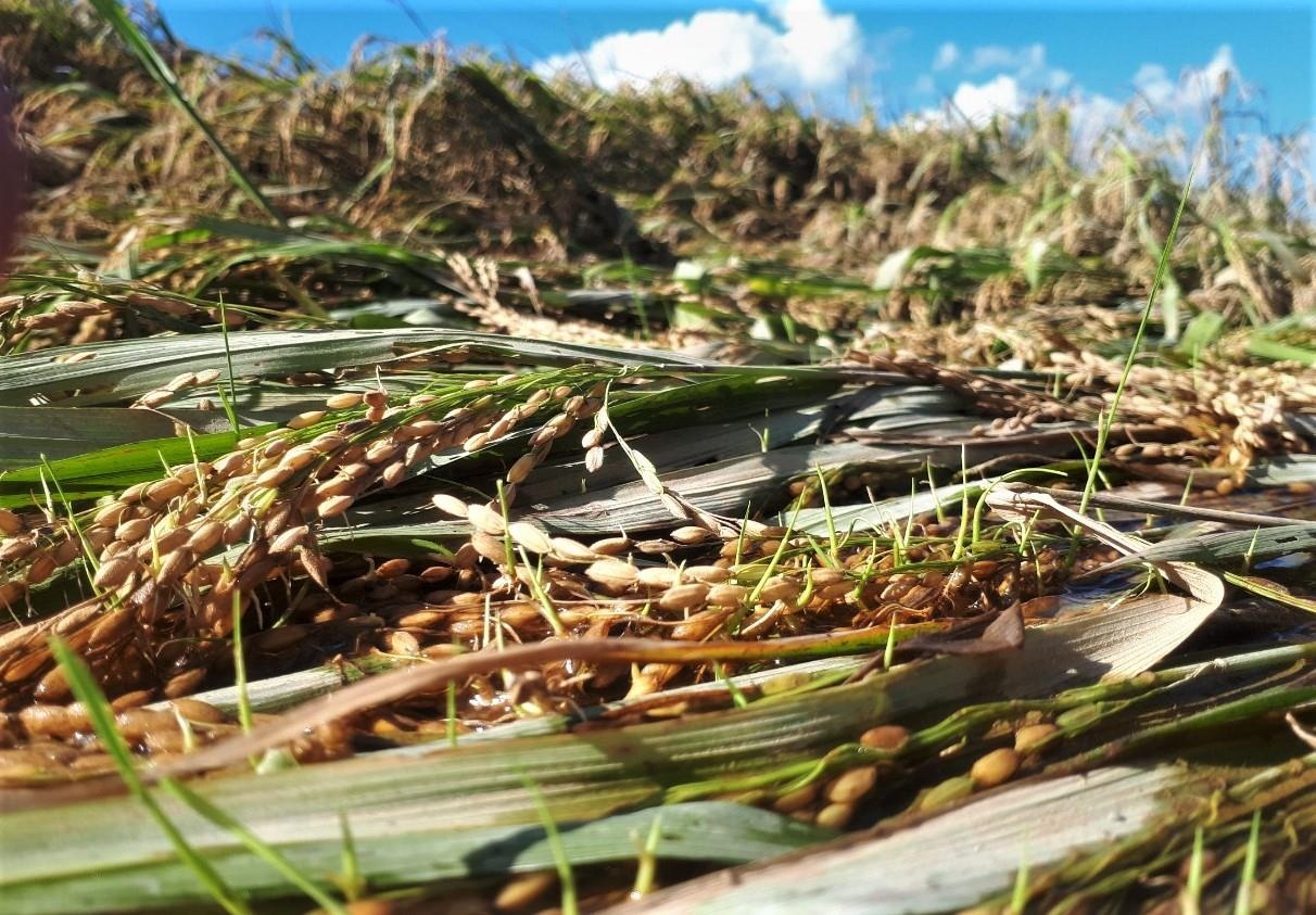 Lua dang vu thu hoach nay mam do ngap lut hinh anh