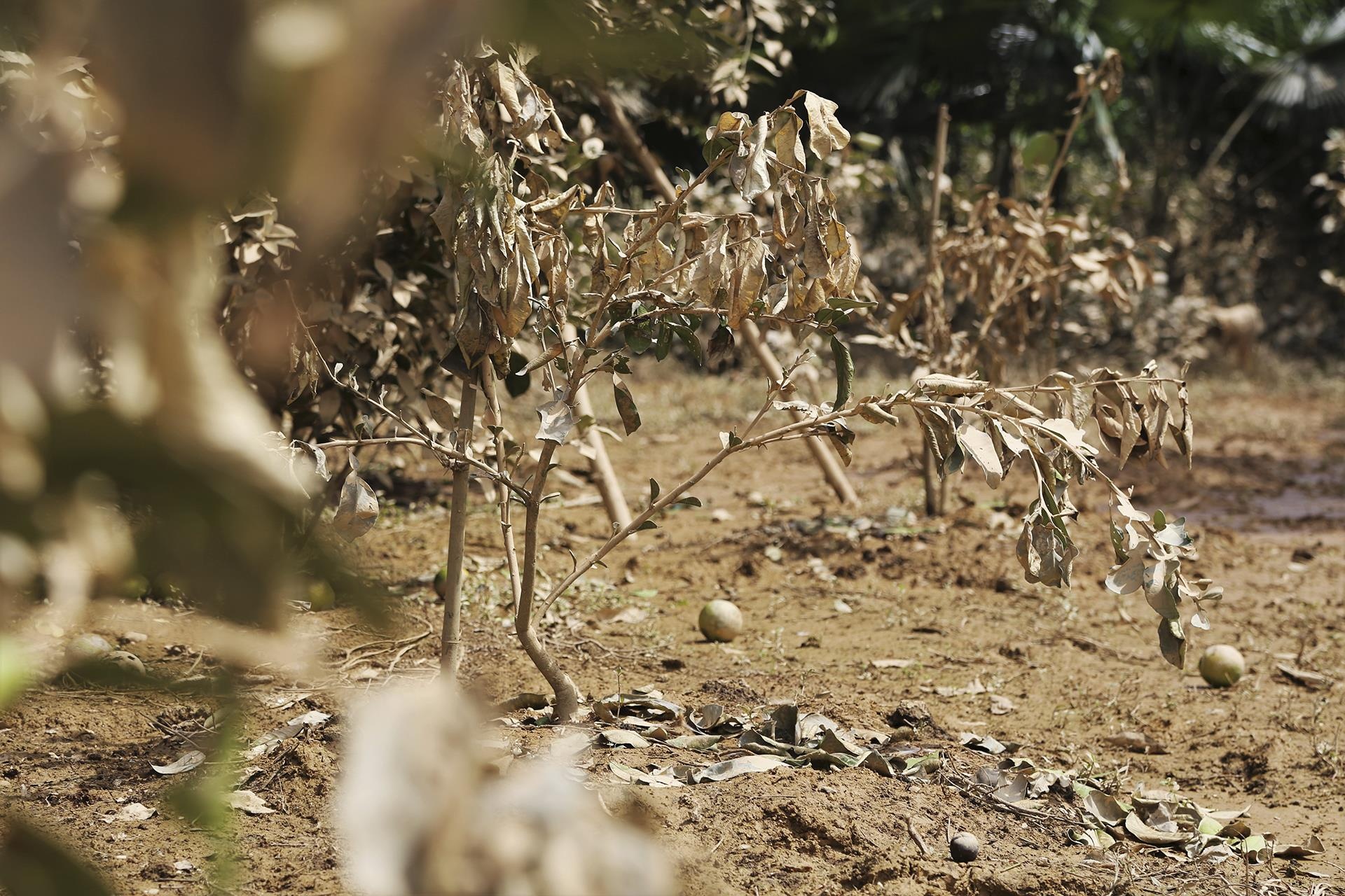 lua chet sau lu anh 10