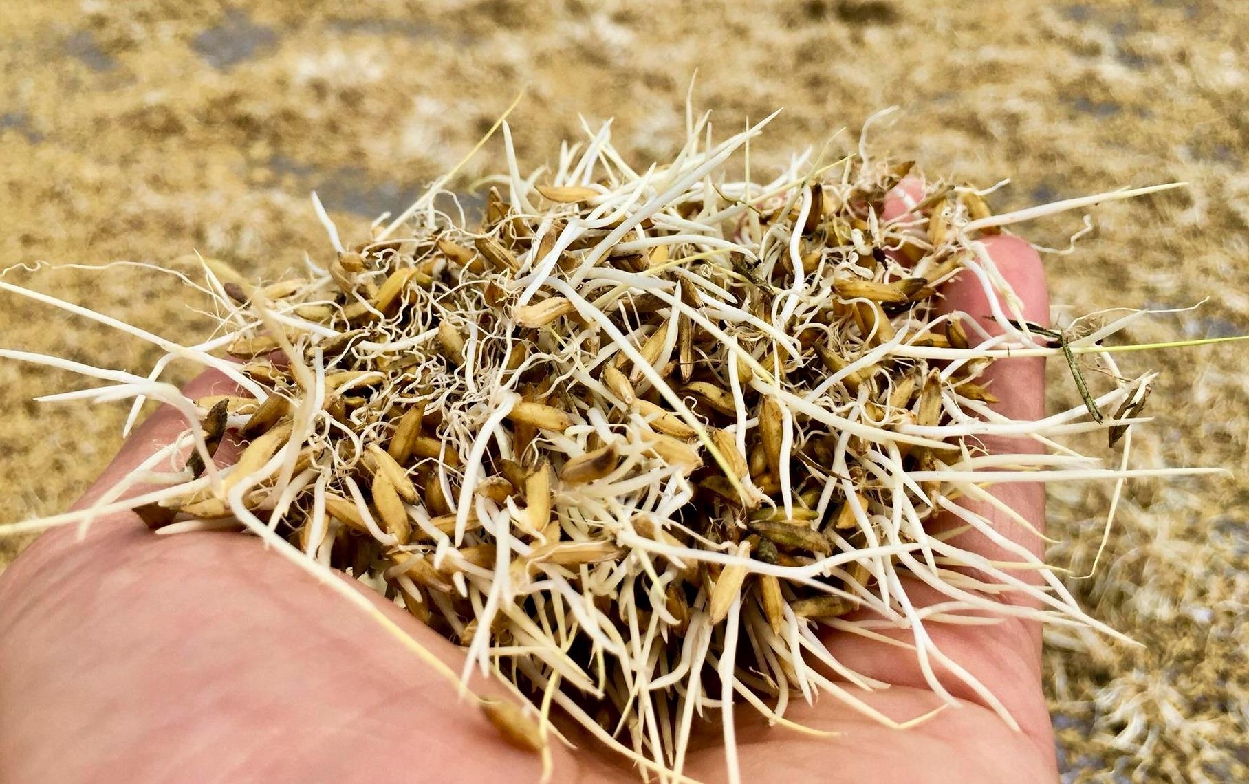 Lua moc mam sau lu, dan gat ve cho ga vit an hinh anh