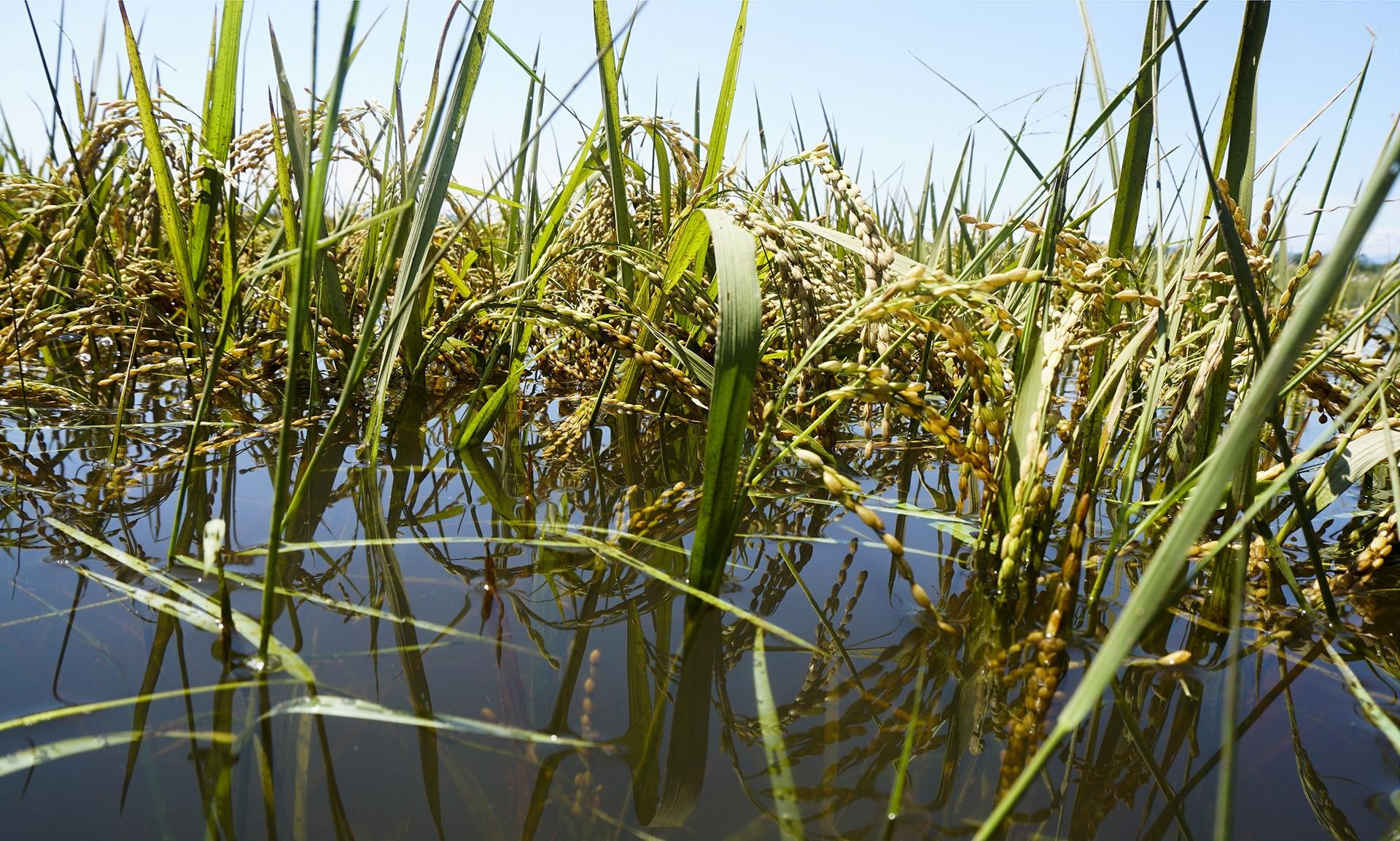 lua chet sau lu anh 3