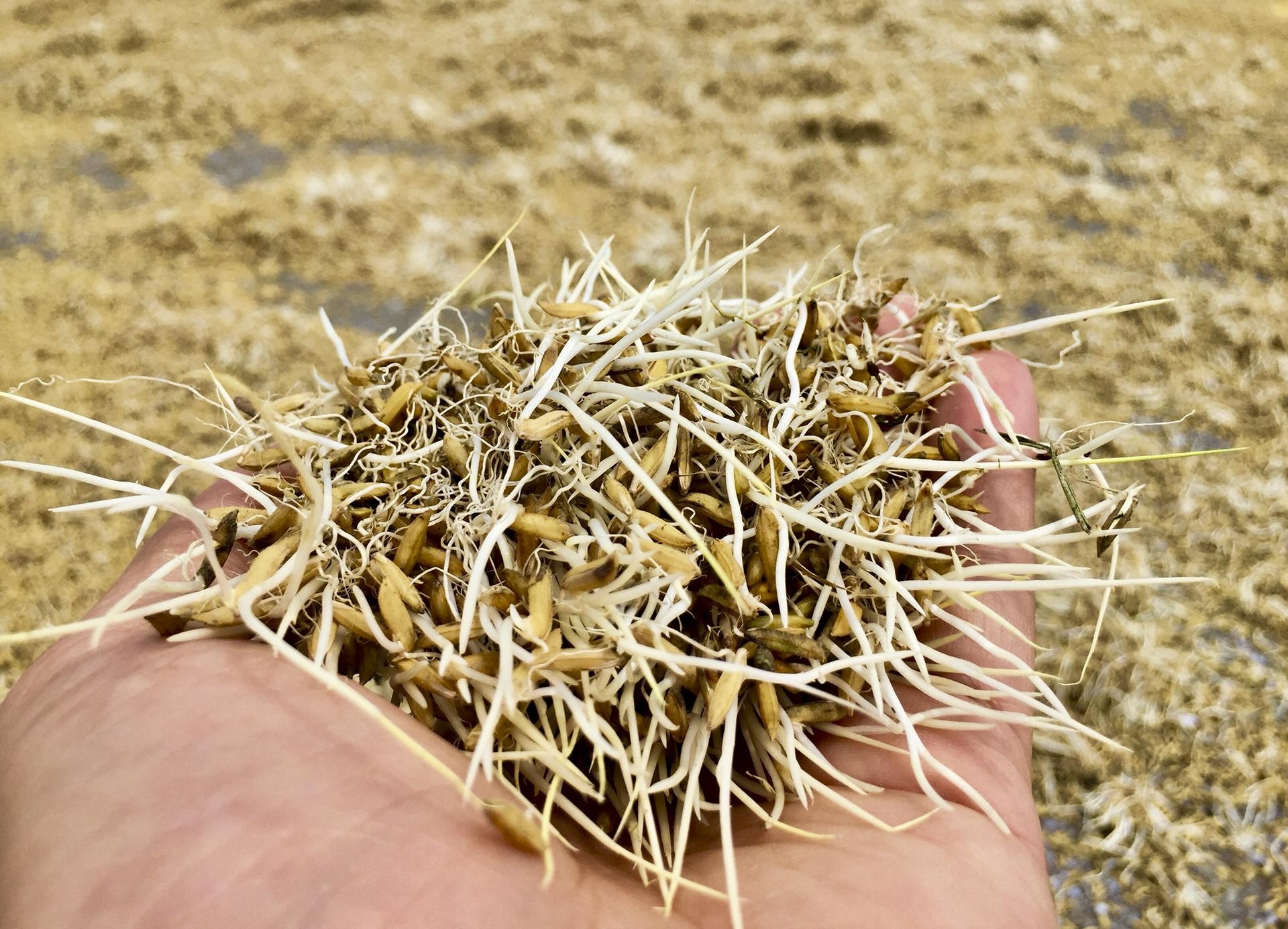 lua chet sau lu anh 8