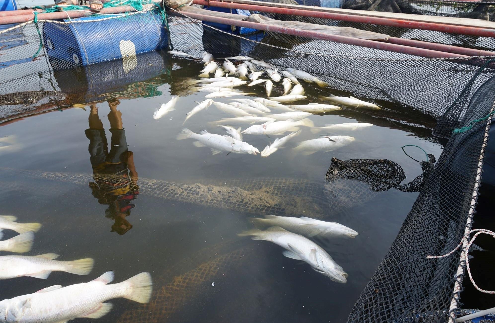 cá chết sau mưa lũ ảnh 2 ca chet sau mua lu anh 2