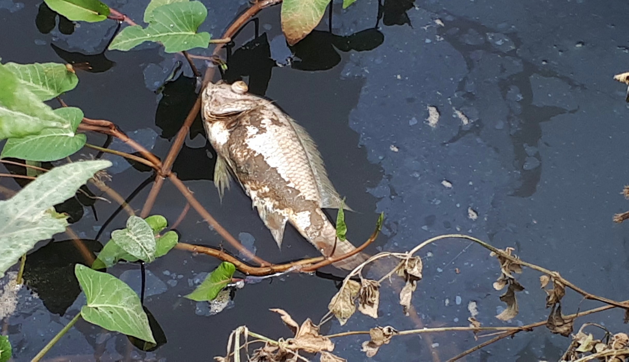 nuoc song Lam doi mau anh 2