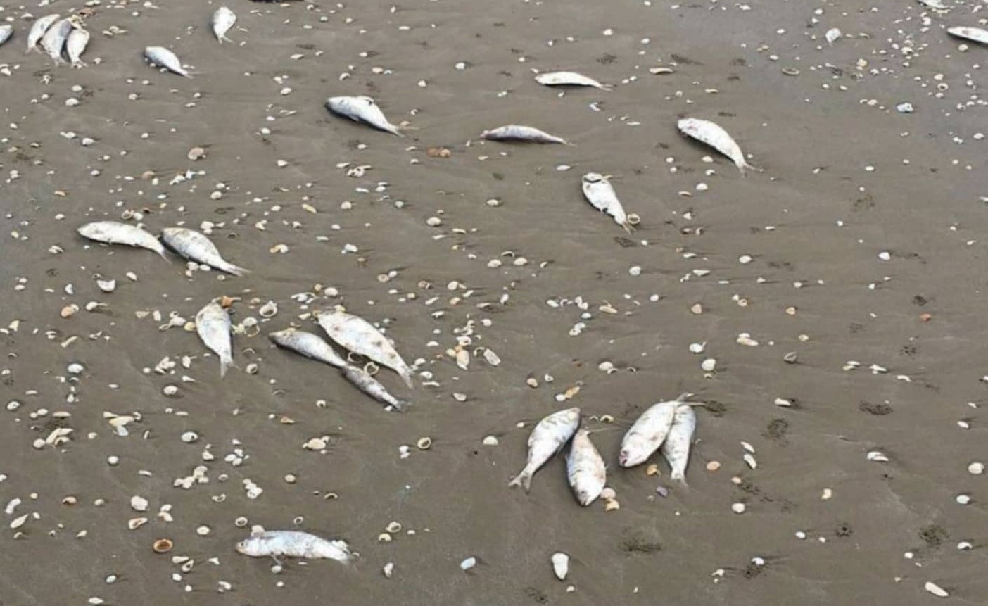 Ca chet chua ro nguyen nhan dat vao bo bien Ha Tinh hinh anh