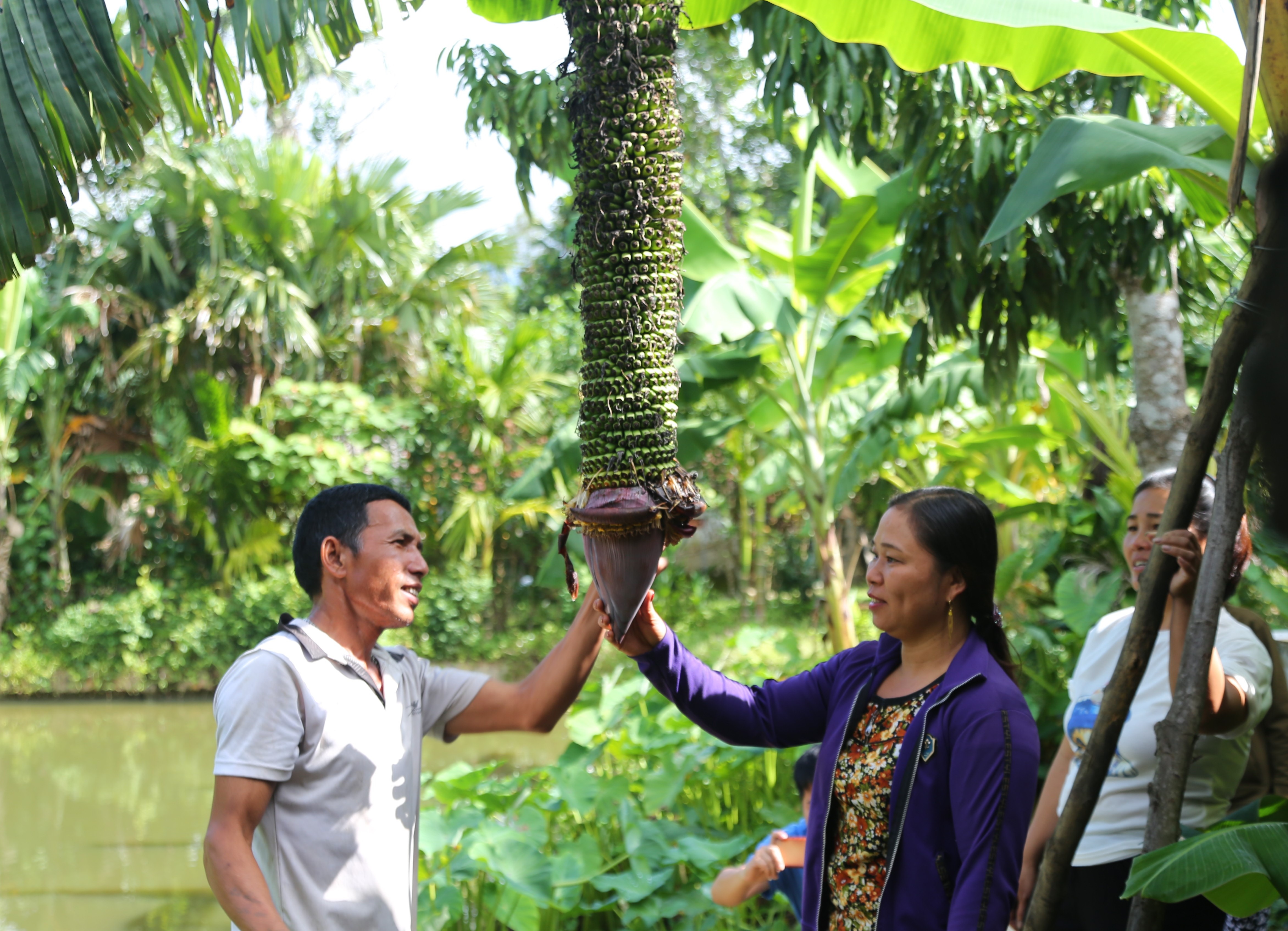 buồng chuối kỳ lạ hơn 350 nải ảnh 1 buong chuoi ky la hon 350 nai anh 1