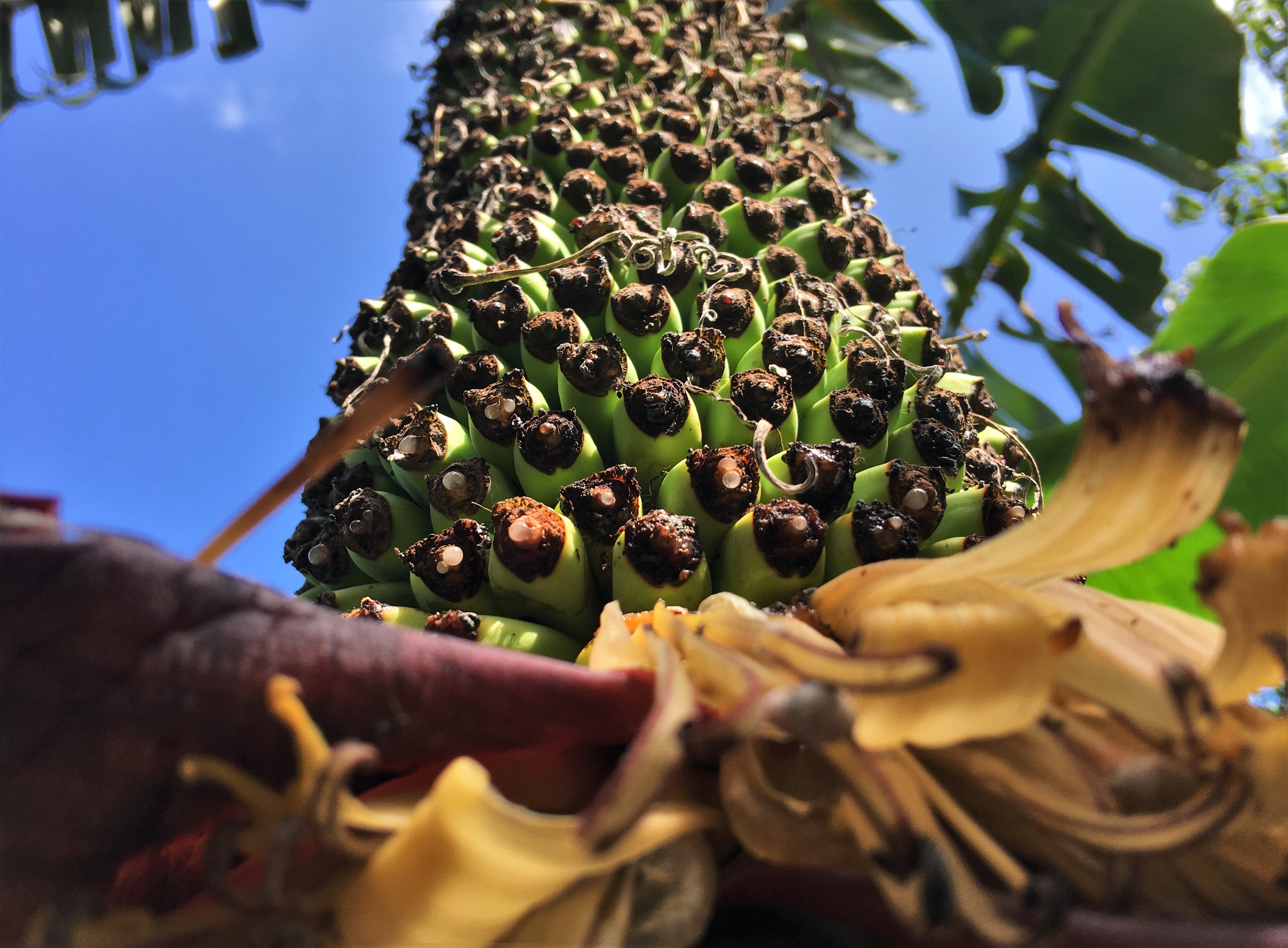 Buong chuoi tro hon 350 nai hinh anh