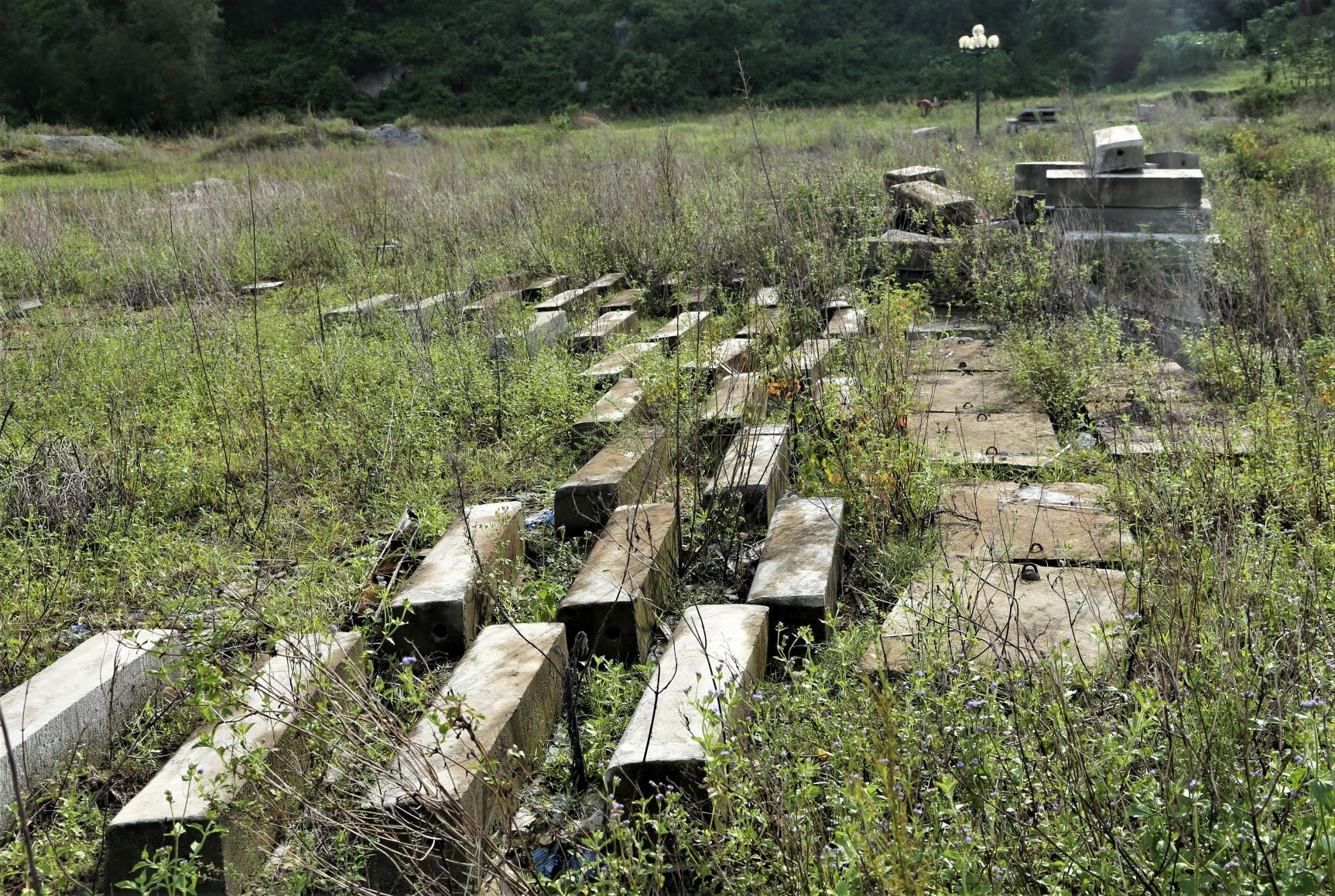 khu di tich thanh noi chan gia suc anh 3